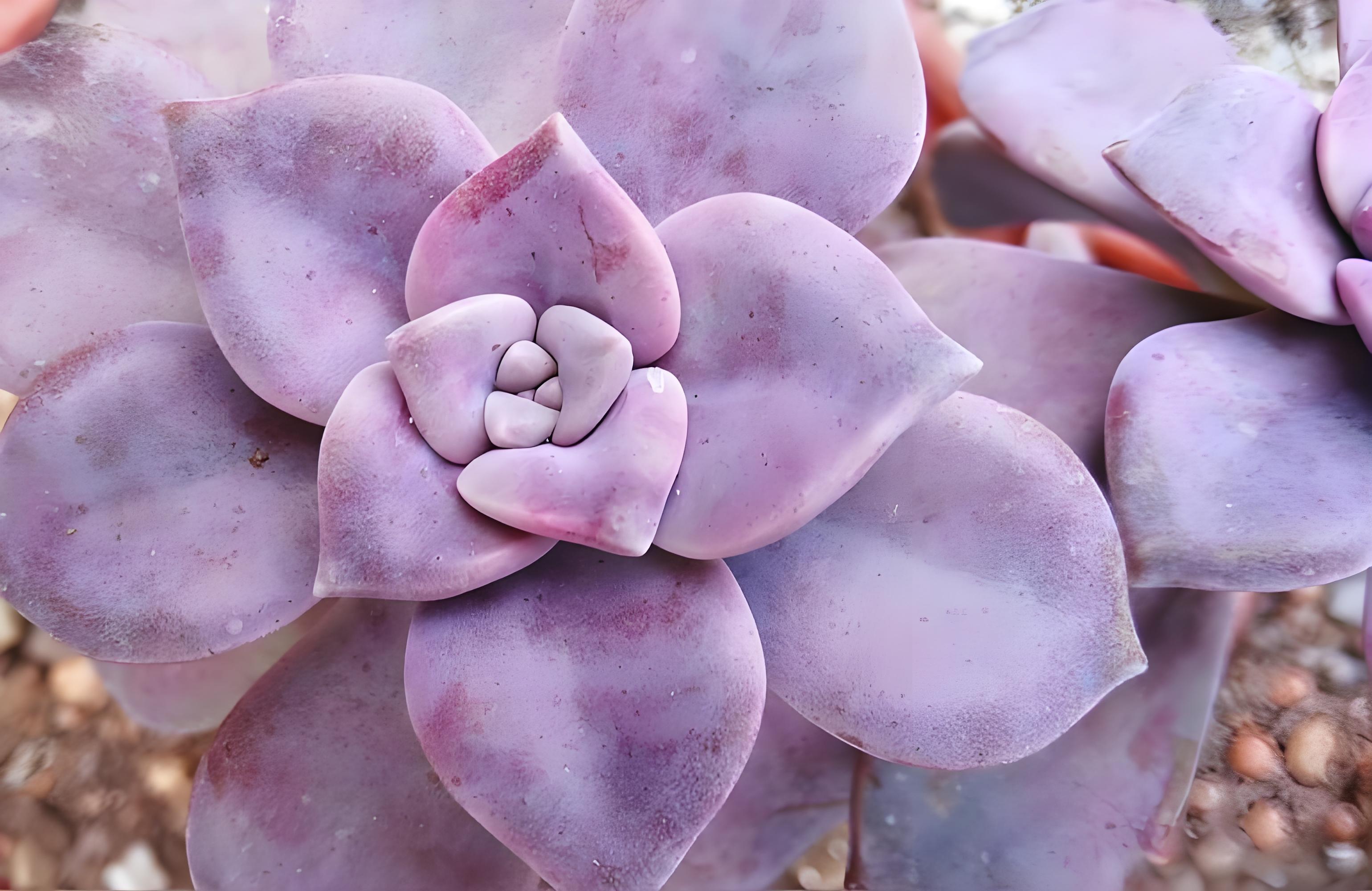 紫色多肉植物图鉴图片