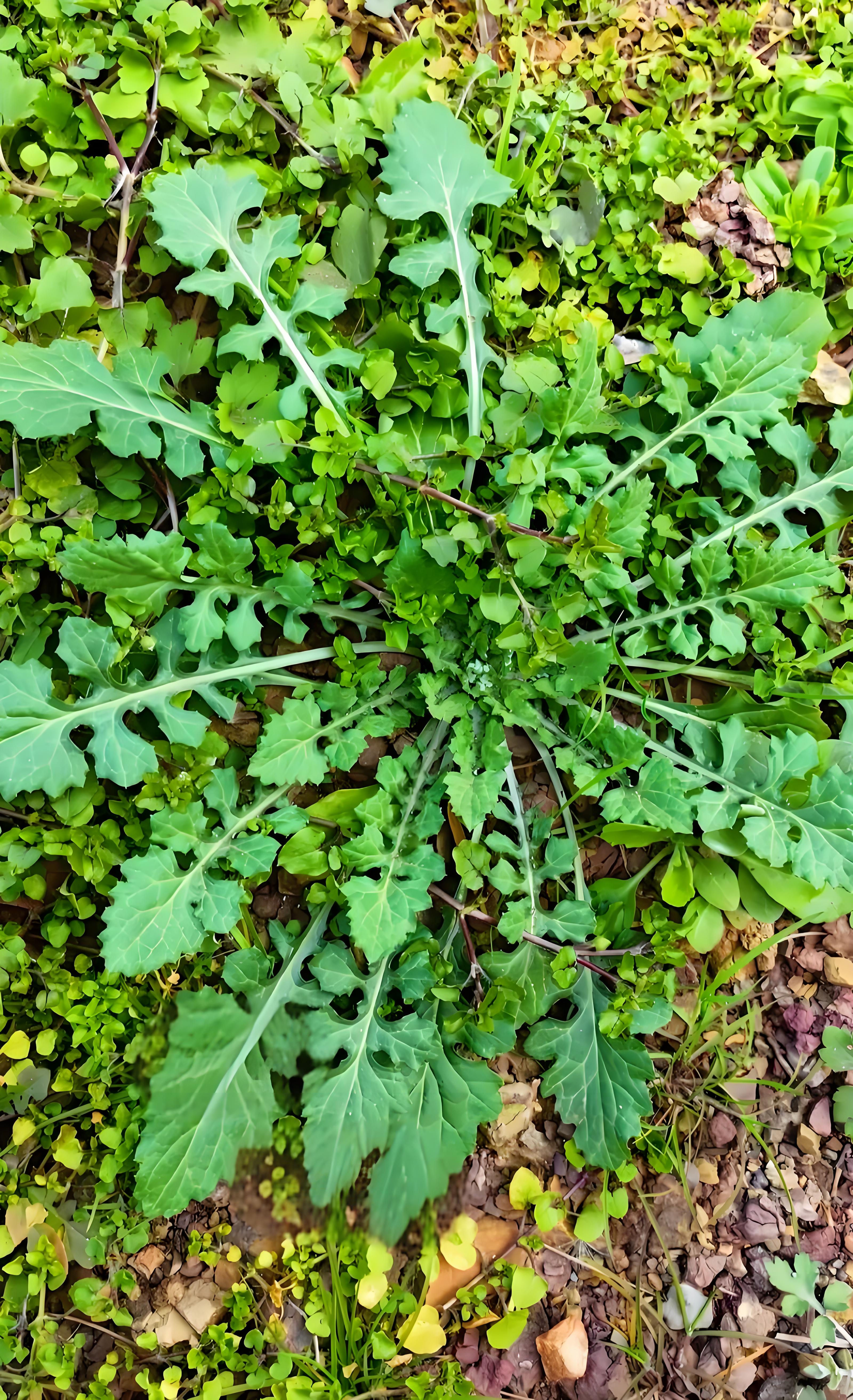 三月三荠菜赛仙丹!荠菜:春天的绿色密码与人间烟火
