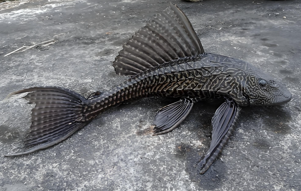 清道夫吃鱼的粪便吗?