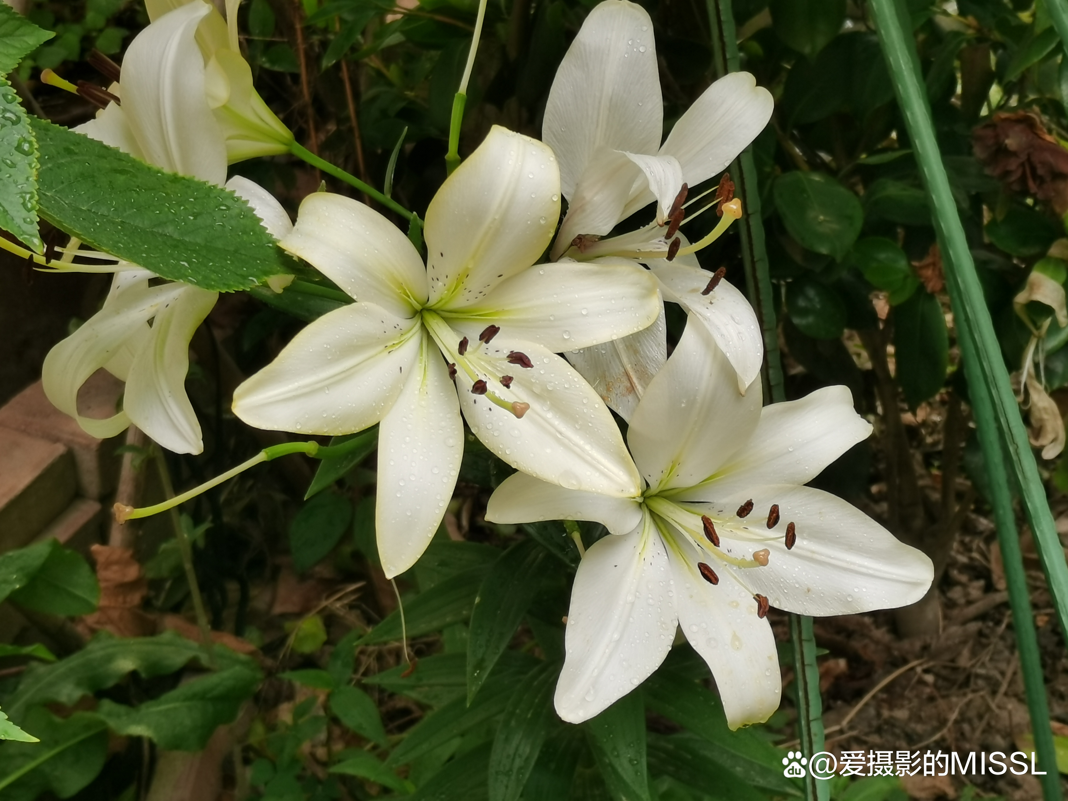 百合鲜花摄影拍摄教程,技巧大全 百合鲜花摄影拍摄教程,技巧大全