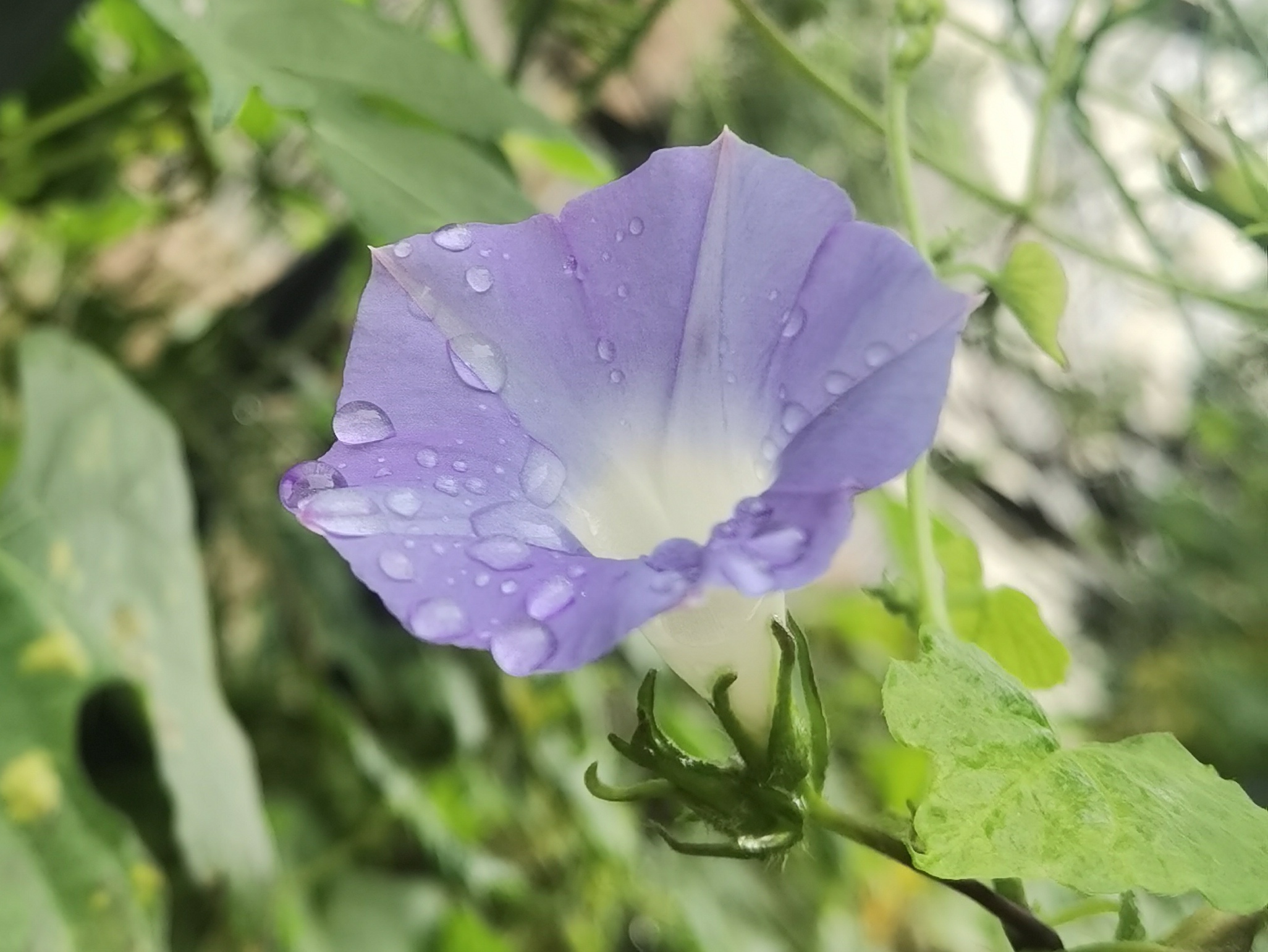 朝颜花图片