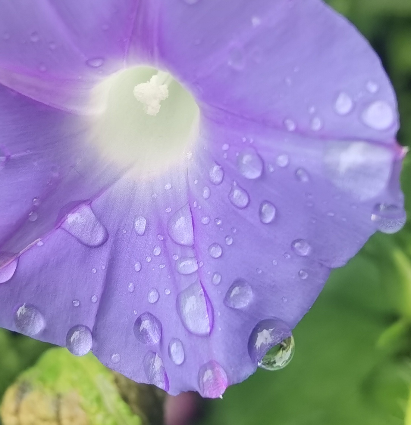 朝颜花图片