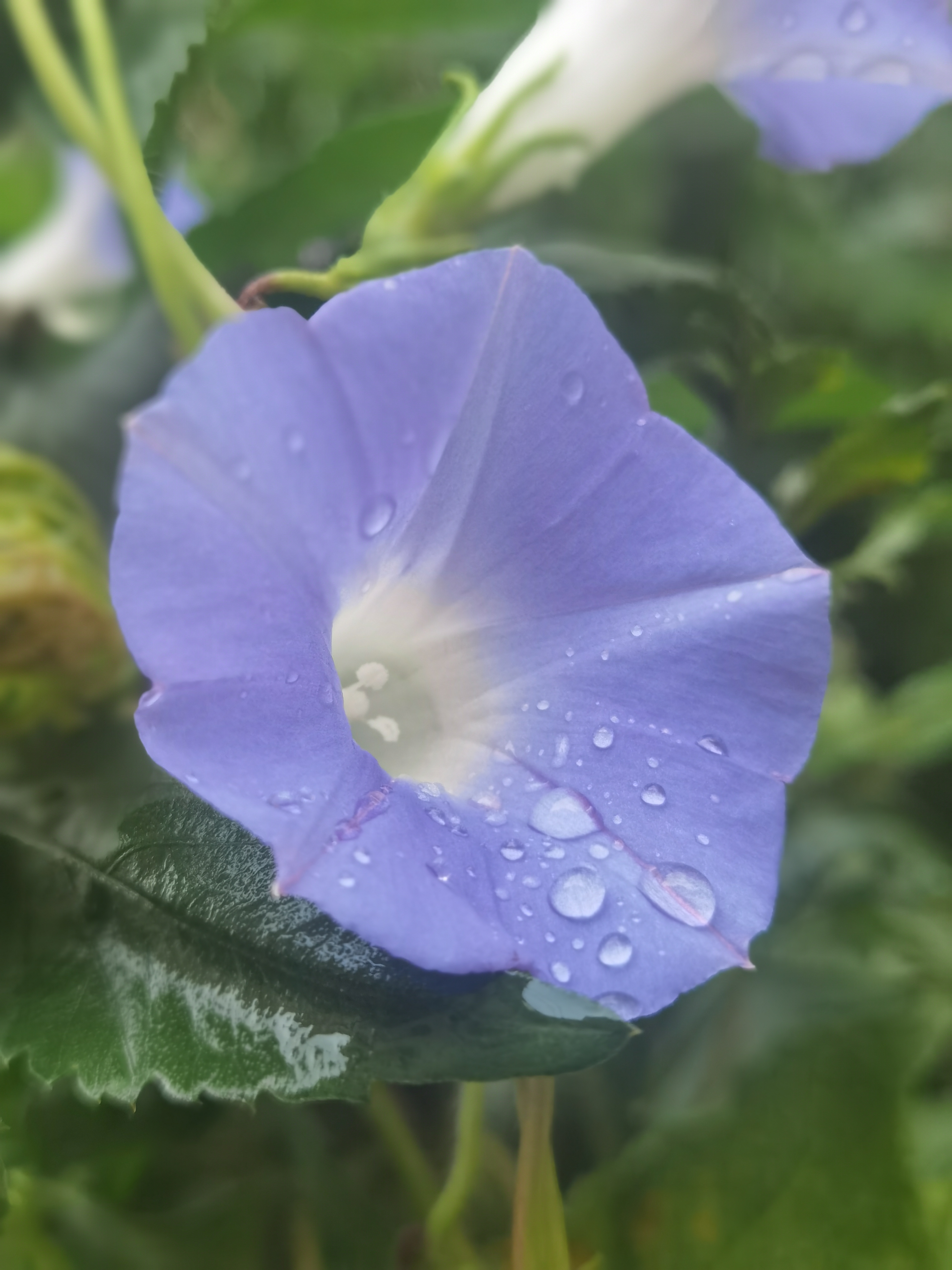 朝颜花图片