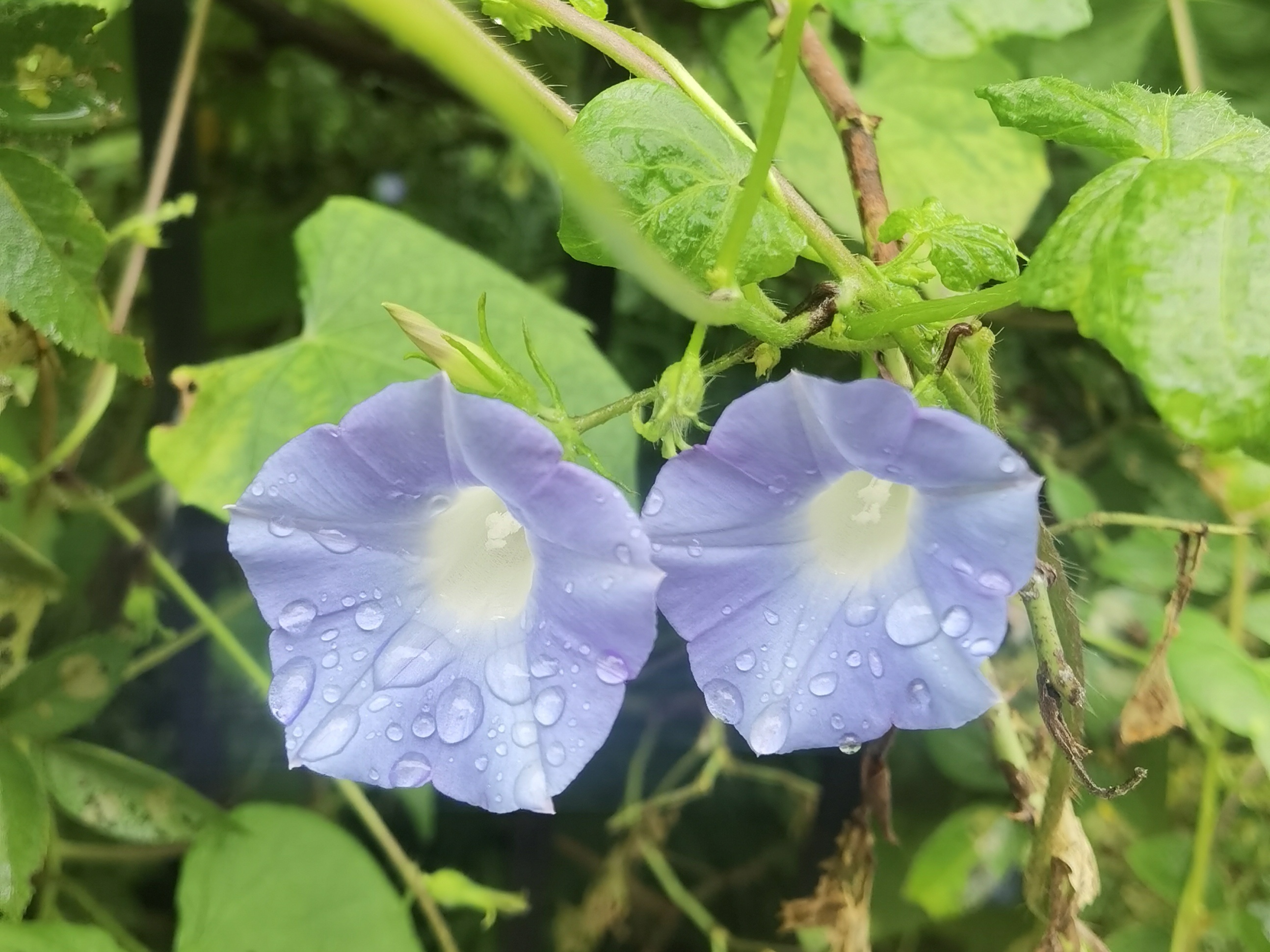 朝颜花图片