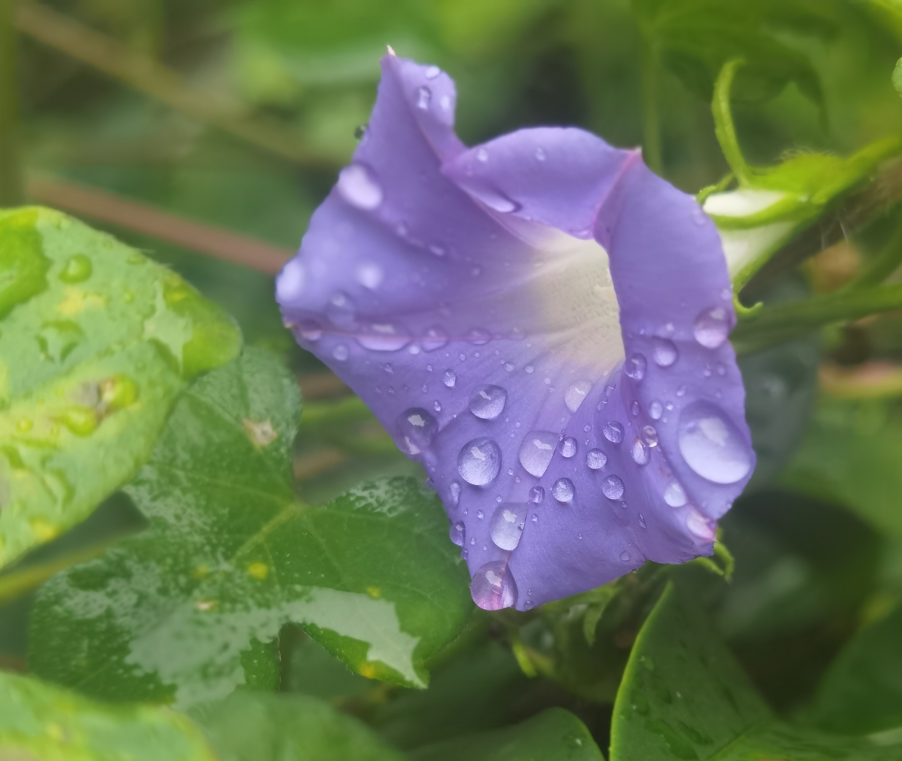 朝颜花图片