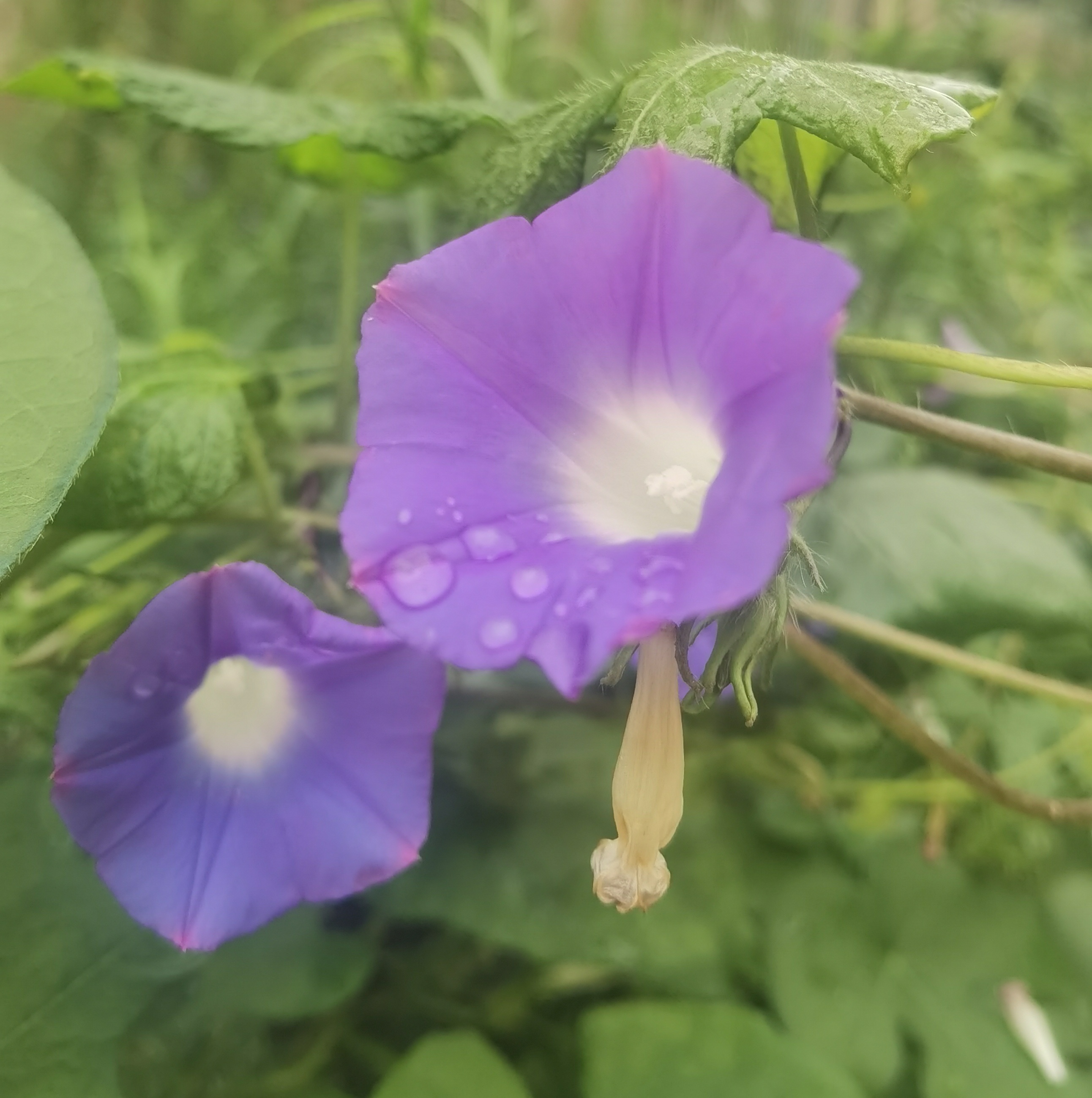 朝颜花图片