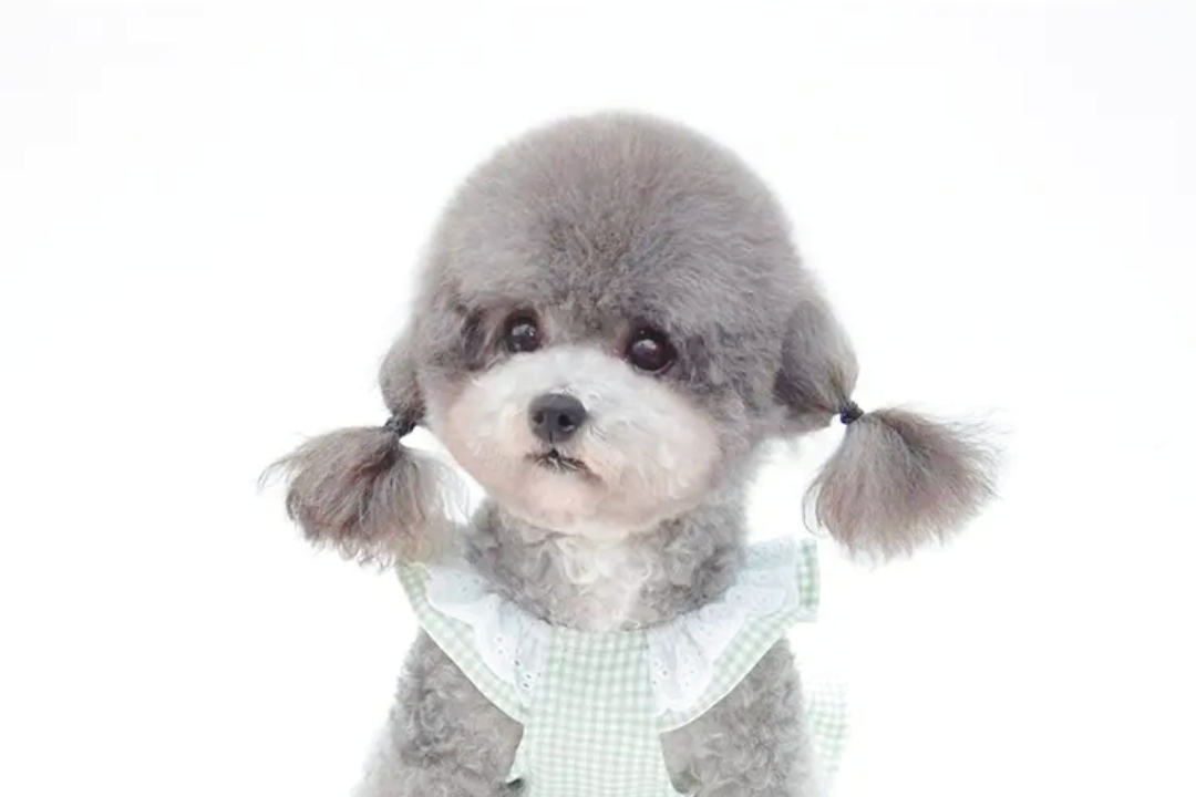 灰色泰迪,独领风骚!以其珍稀与优雅成为众泰迪之首