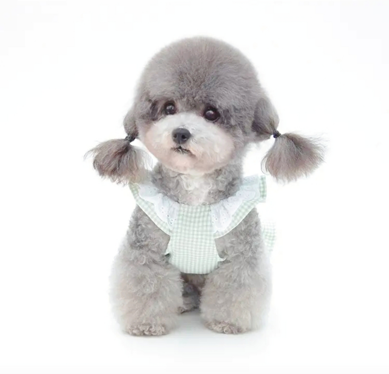 灰色泰迪,独领风骚!以其珍稀与优雅成为众泰迪之首.