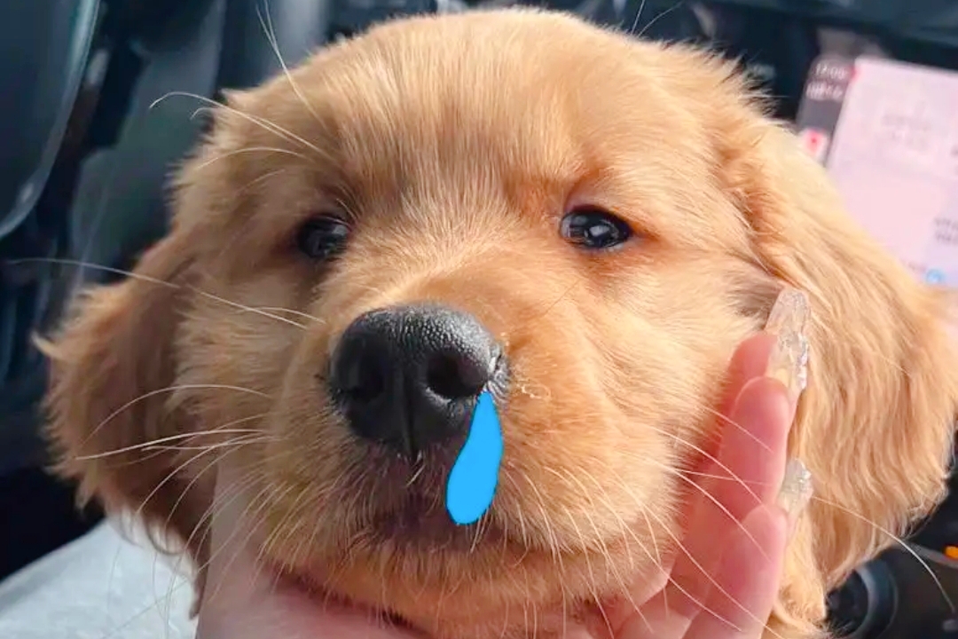 小狗流鼻涕怎么治