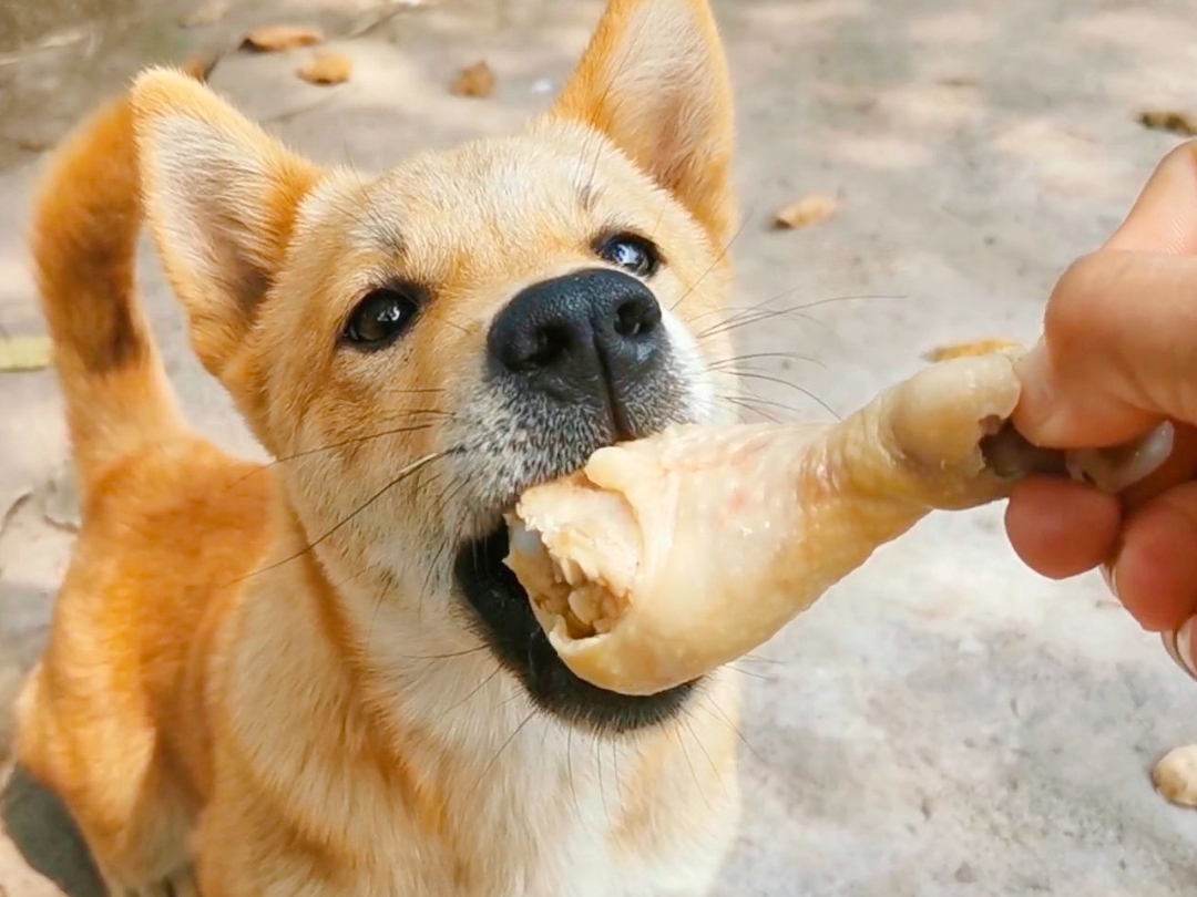 狗狗可以吃鸡骨头吗
