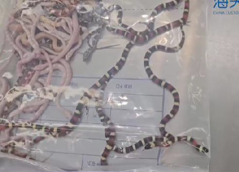 男子裤子口袋装104条活体蛇进境被海关查处,有4类蛇系外来物种!