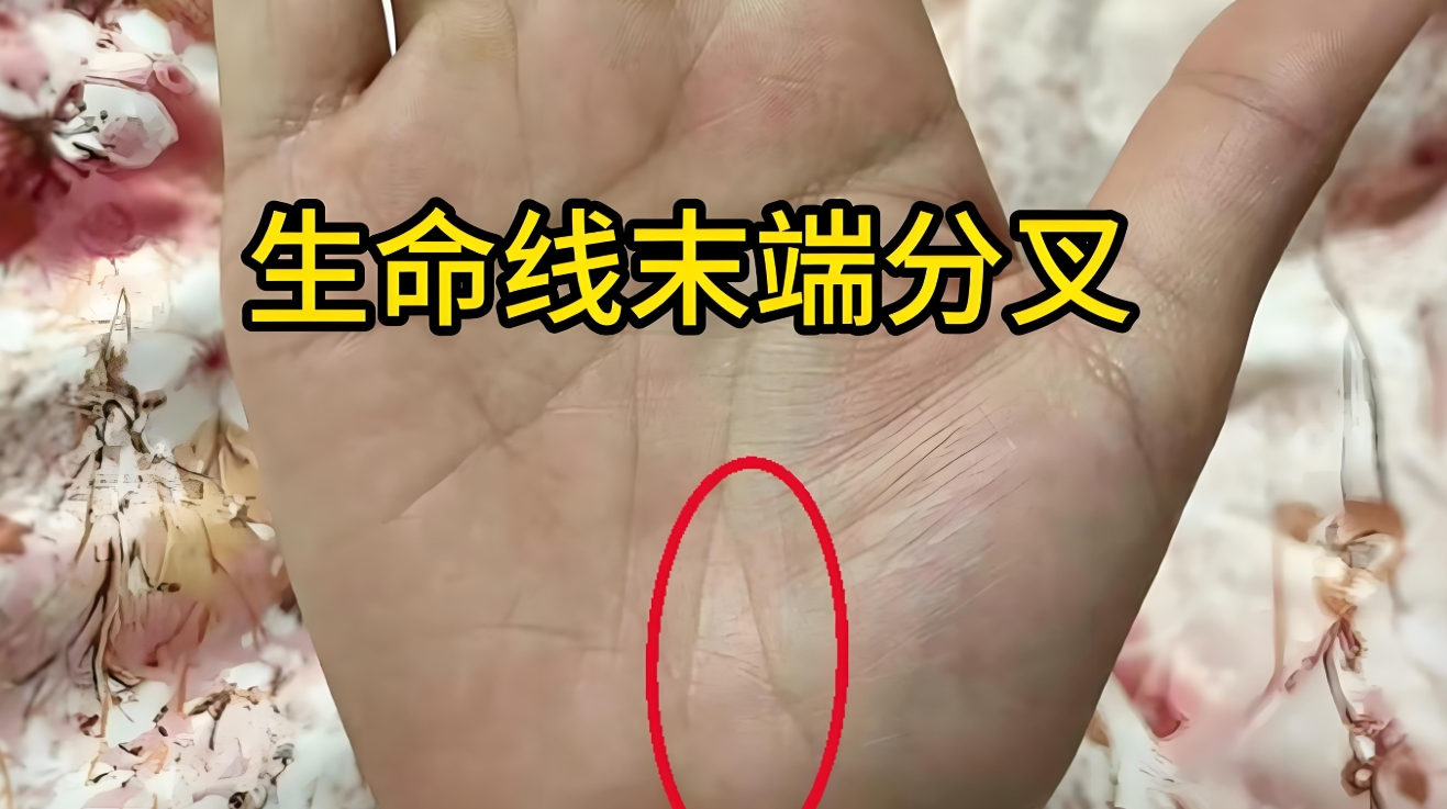掌纹玄机:生命线末端分叉成此形,晚年必有意外之财降临!