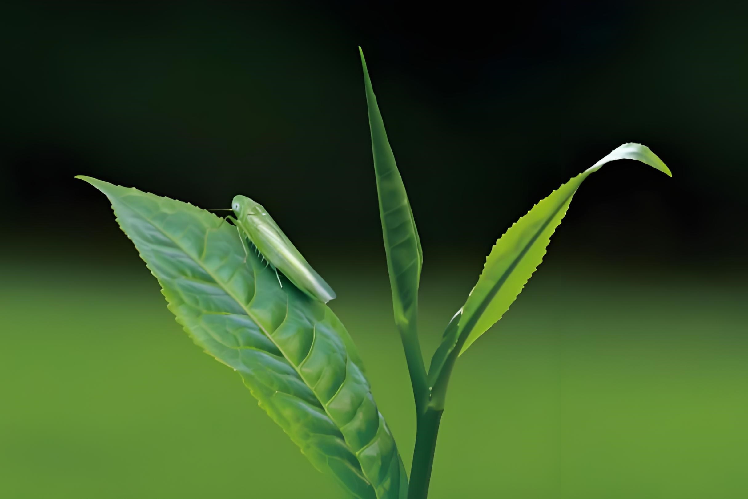 小绿叶蝉叮咬的茶叶很香吗