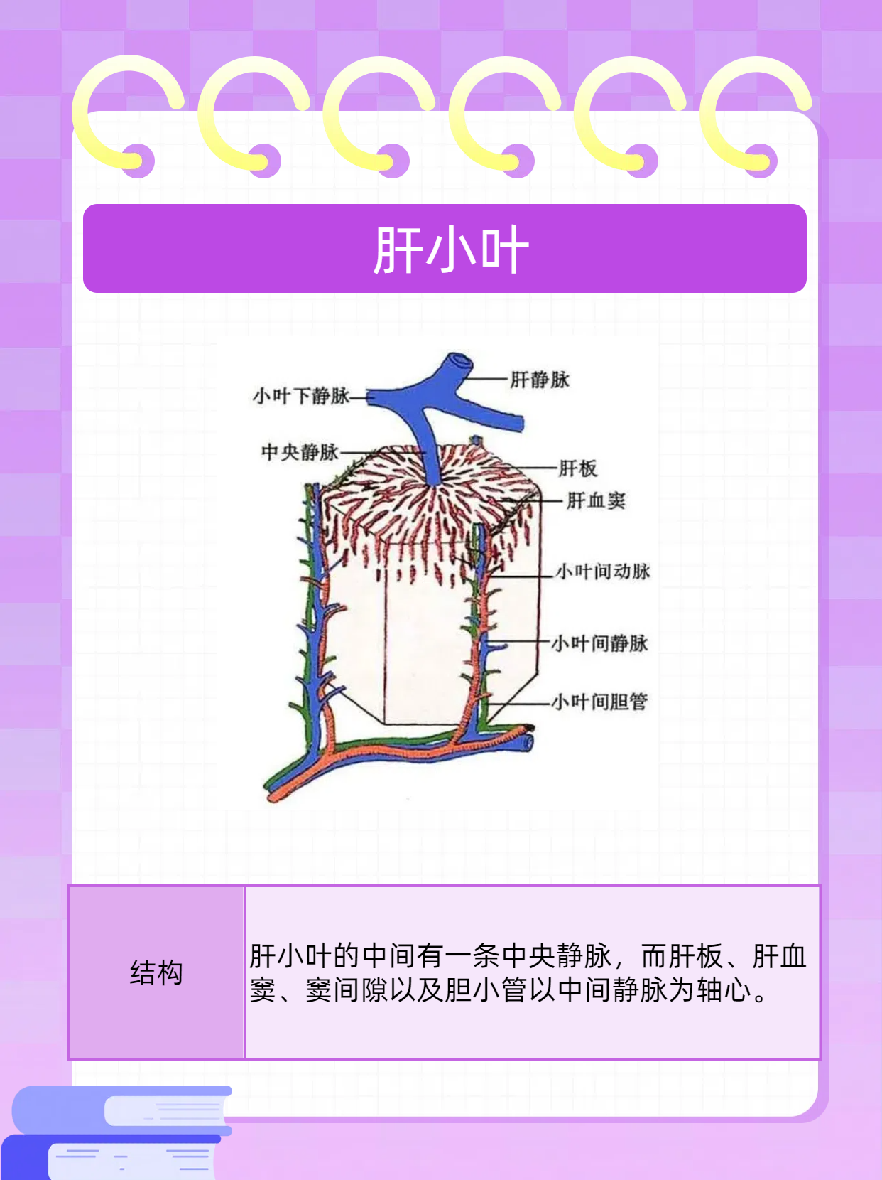 小叶下静脉图片