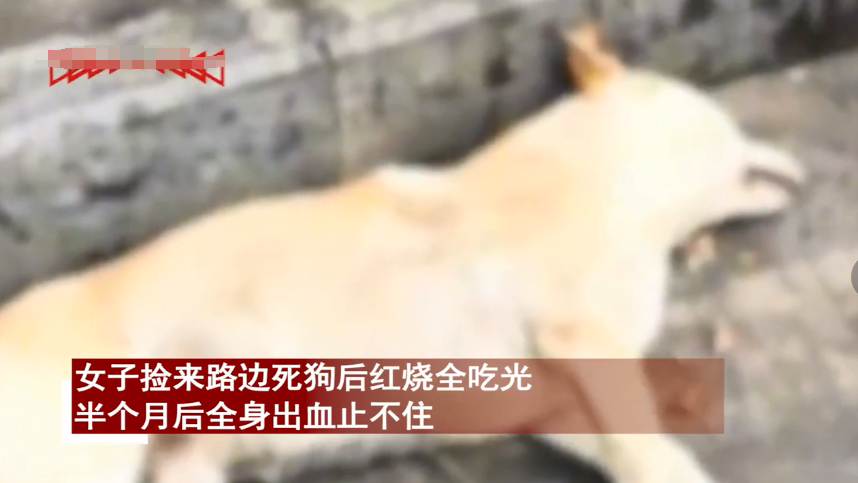 路上捡的死狗犯法吗