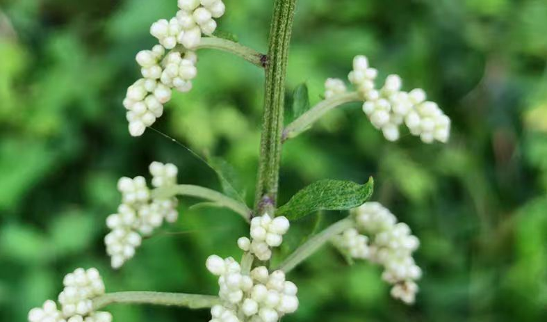 用皇帝小名命名的中药:刘寄奴