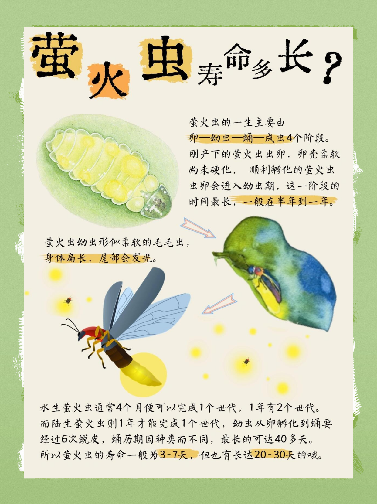 萤火虫的生活习性