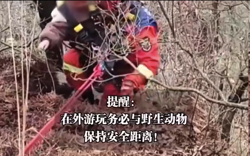 男孩逗小猴被猴妈拽下10米悬崖，这段惊心动魄片段令人心有余悸