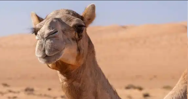 20头整容骆驼参加选美被抓包，容貌焦虑被强行嫁接到动物身上