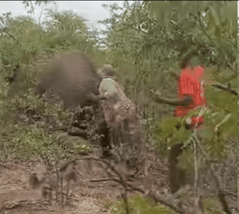 拽大象尾巴被踩死怎么回事？“疯狂举动”最终酿成致命血案