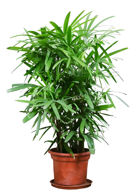 棕竹怎么养才能更旺盛?提升棕竹生长的养护秘籍