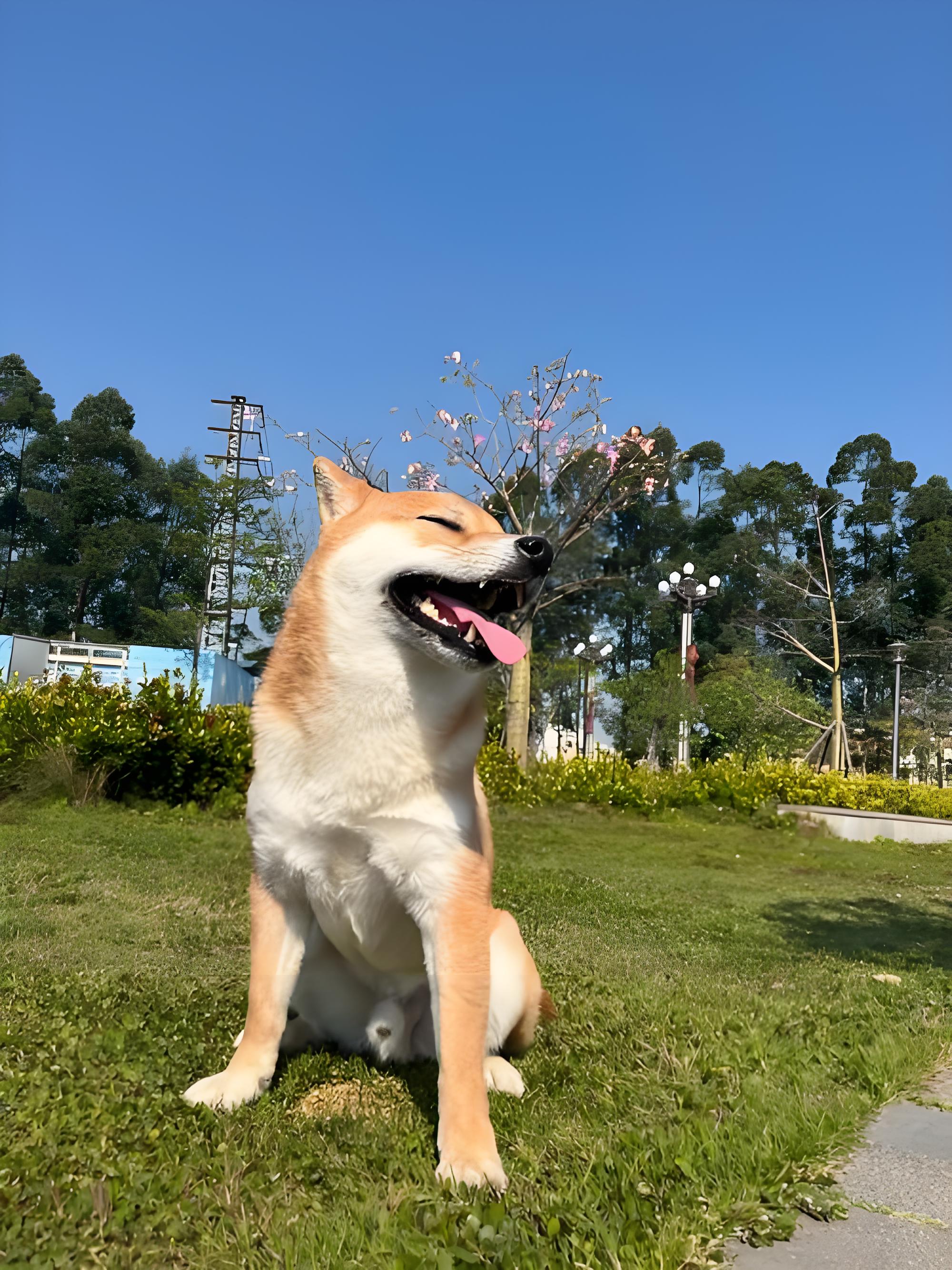 狗狗晒太阳的好处与坏处,你知道吗?