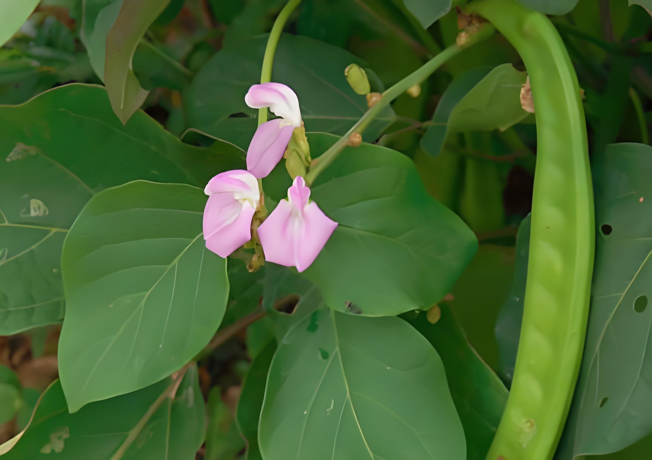 魔豆是什么植物