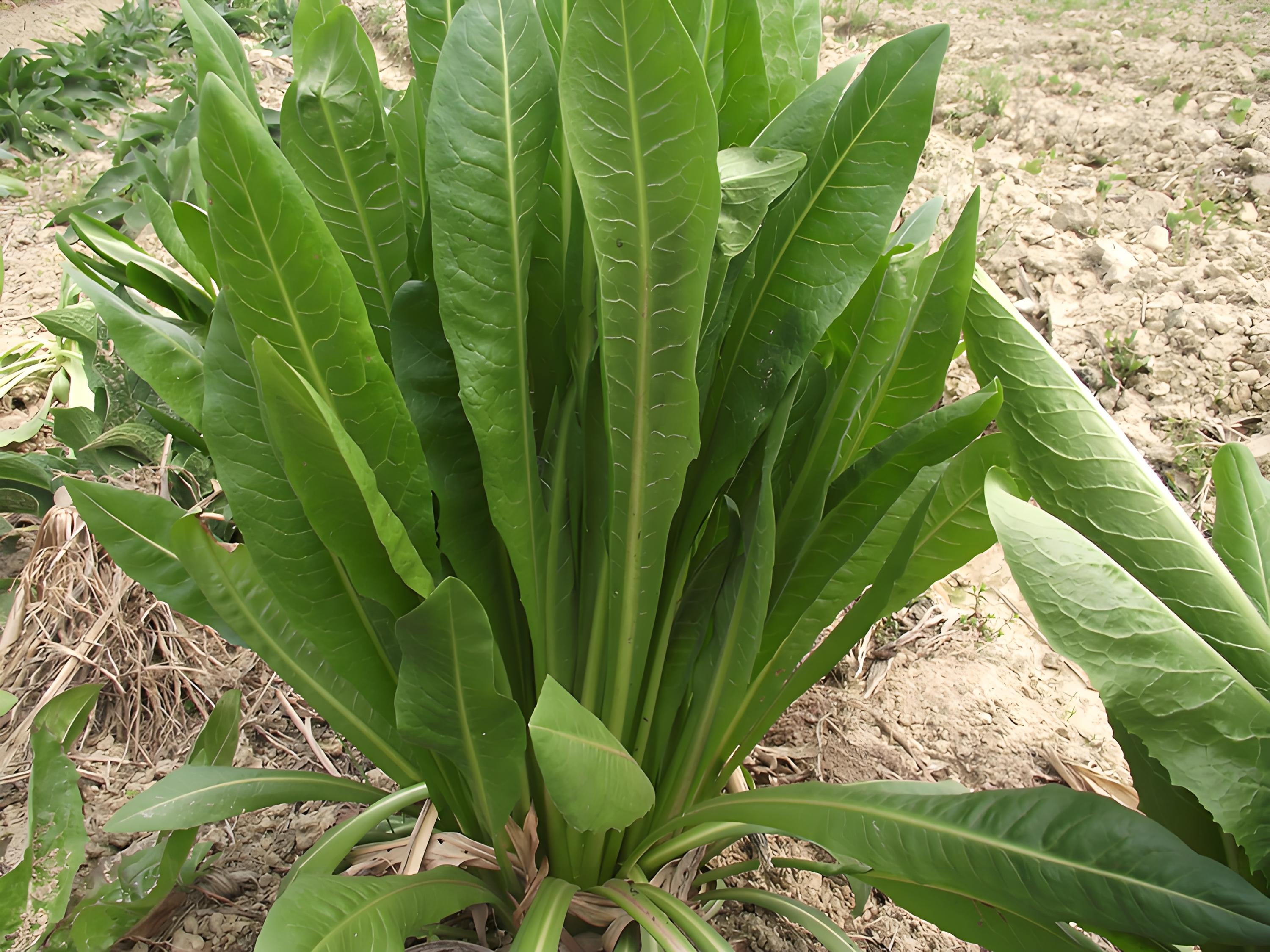 菊苣草是什么植物,有何用途,几月种植?