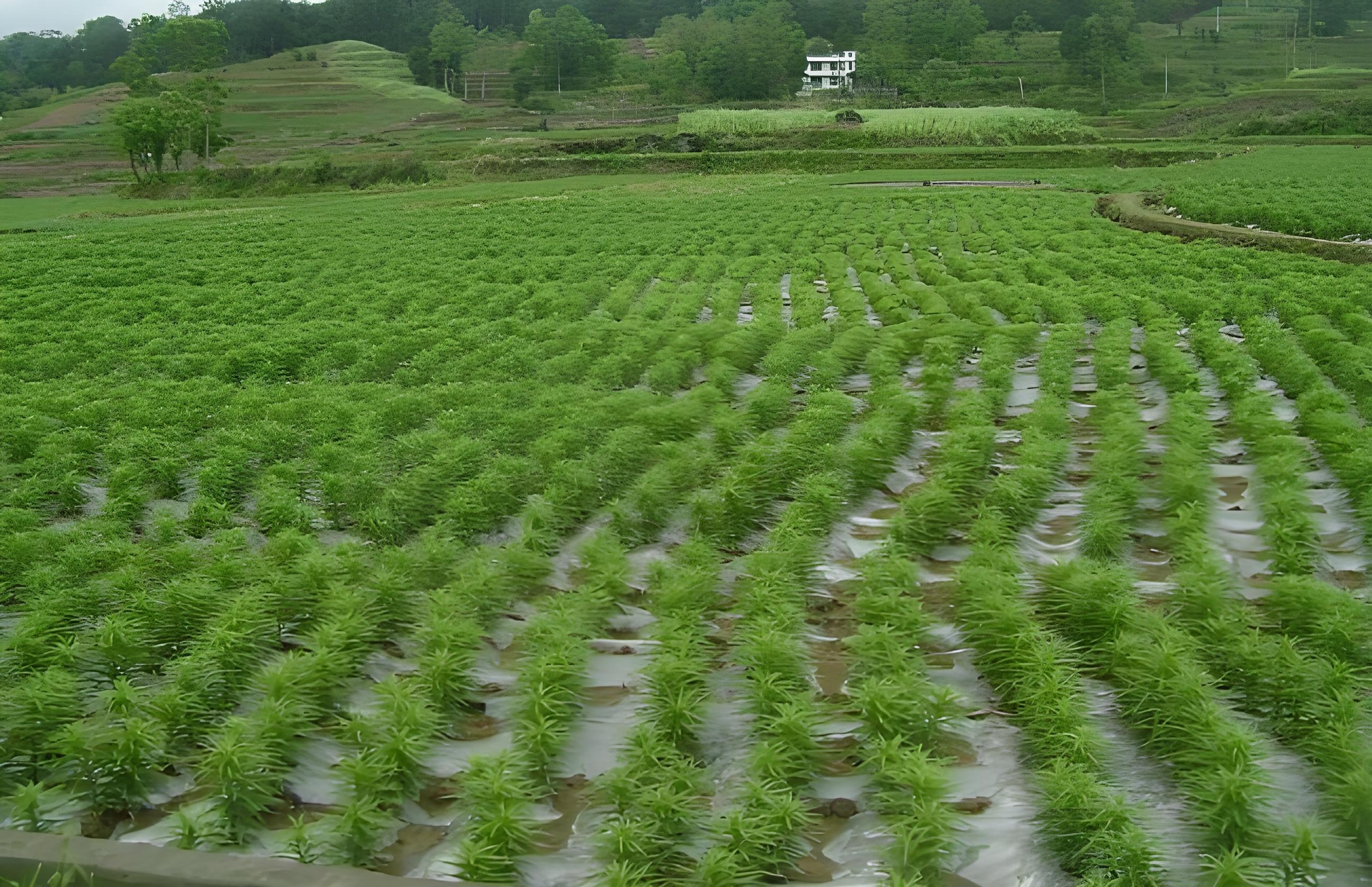 百合种植图片图片