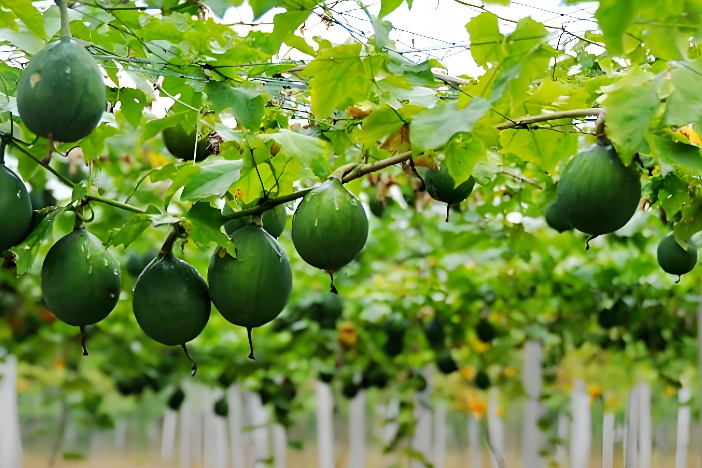 天花粉种苗,每亩多少棵苗子合适,要注意什么?