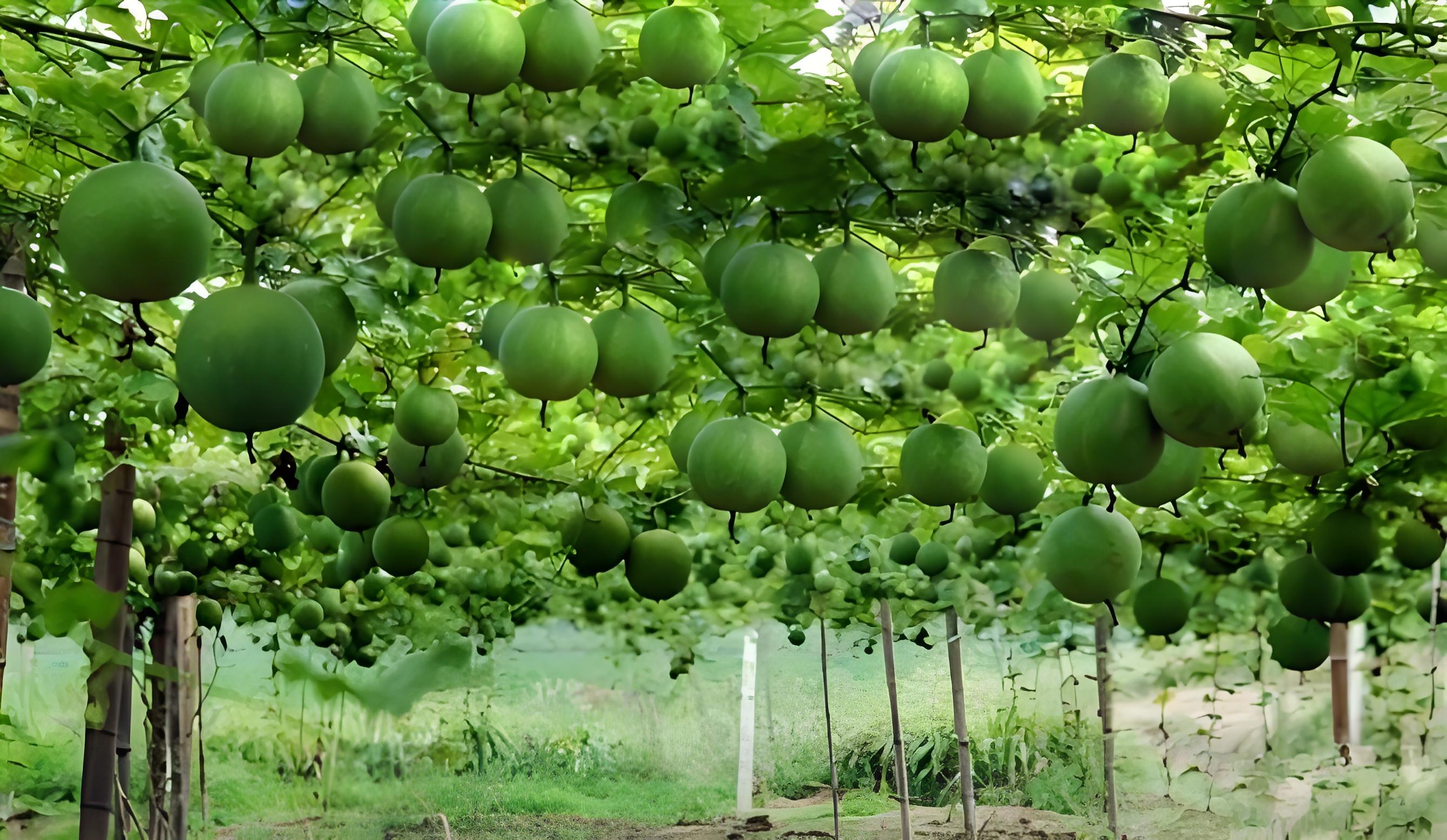 天花粉种苗,每亩多少棵苗子合适,要注意什么?