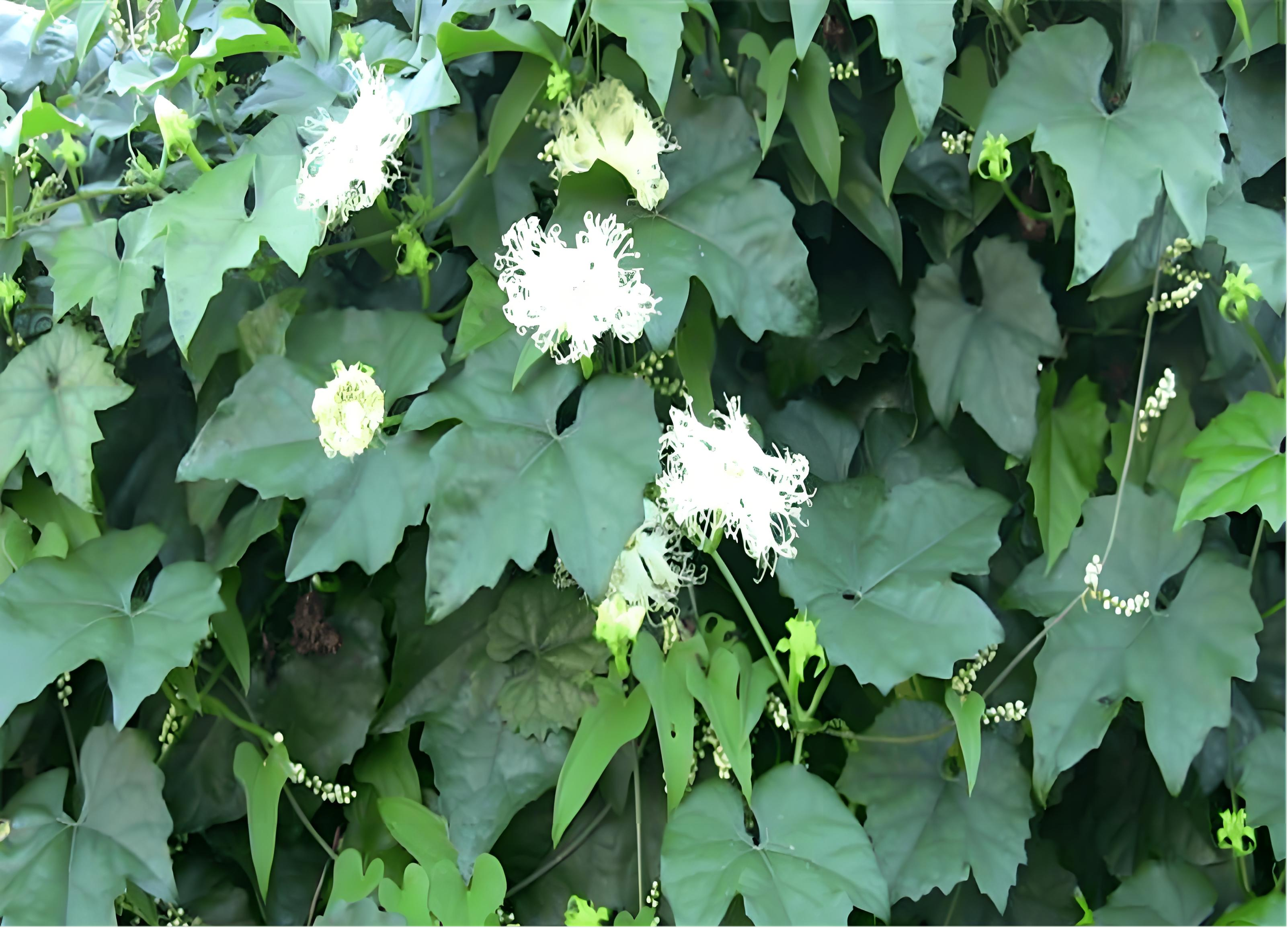 天花粉种苗,每亩多少棵苗子合适,要注意什么?