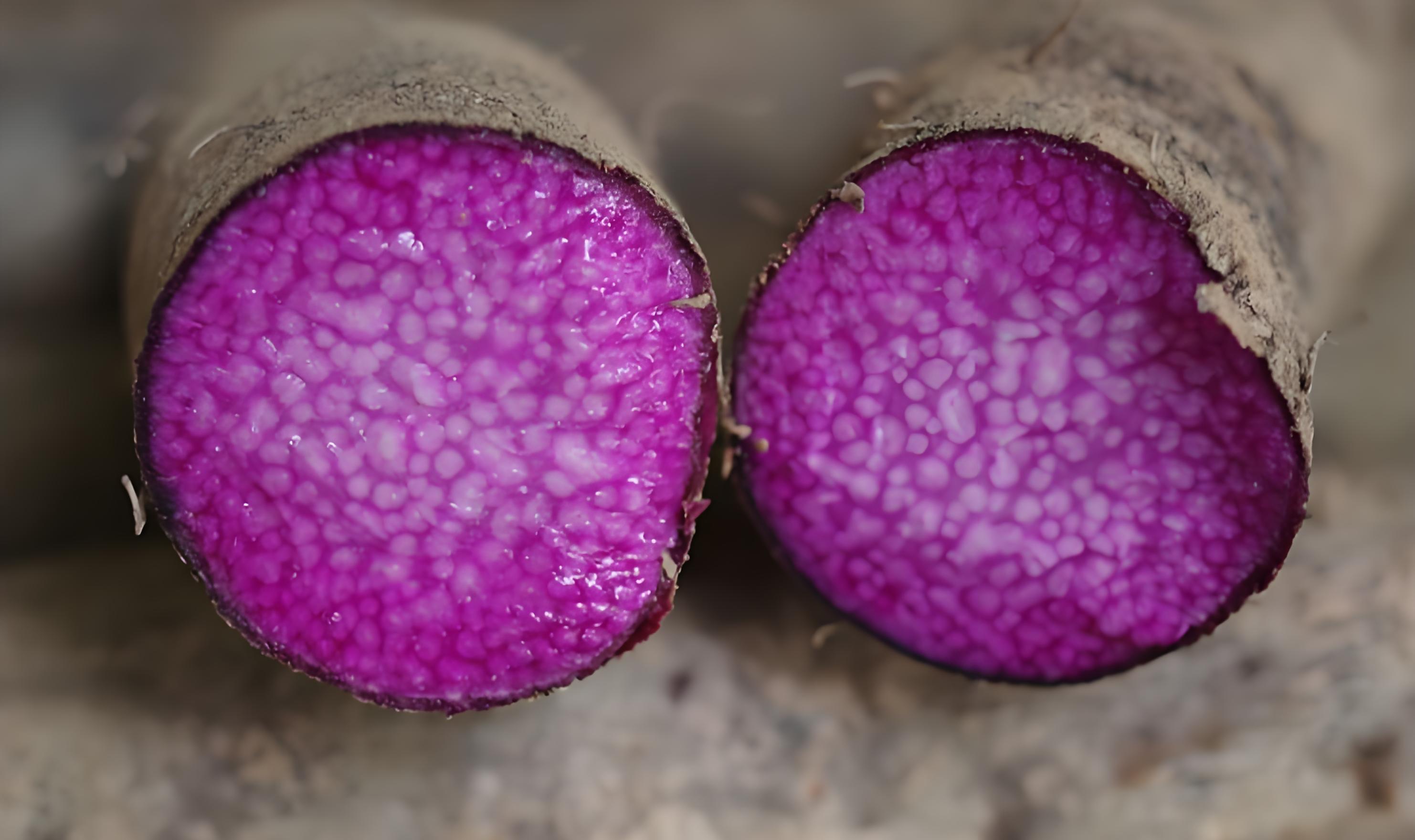 紫山药什么时候种植,有哪些技术要点,以及管理方法?