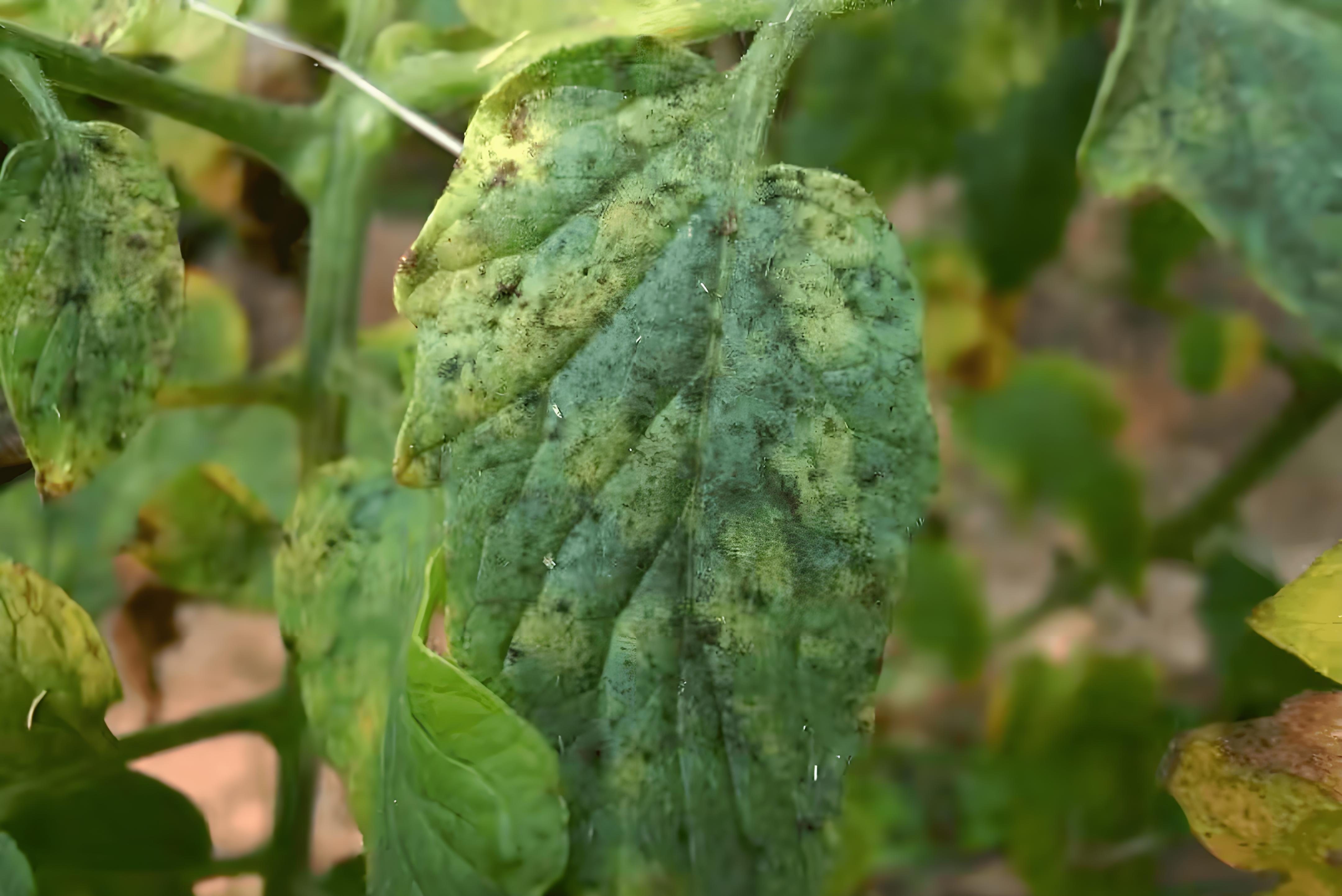 农作物的煤烟病,用什么杀菌剂好?