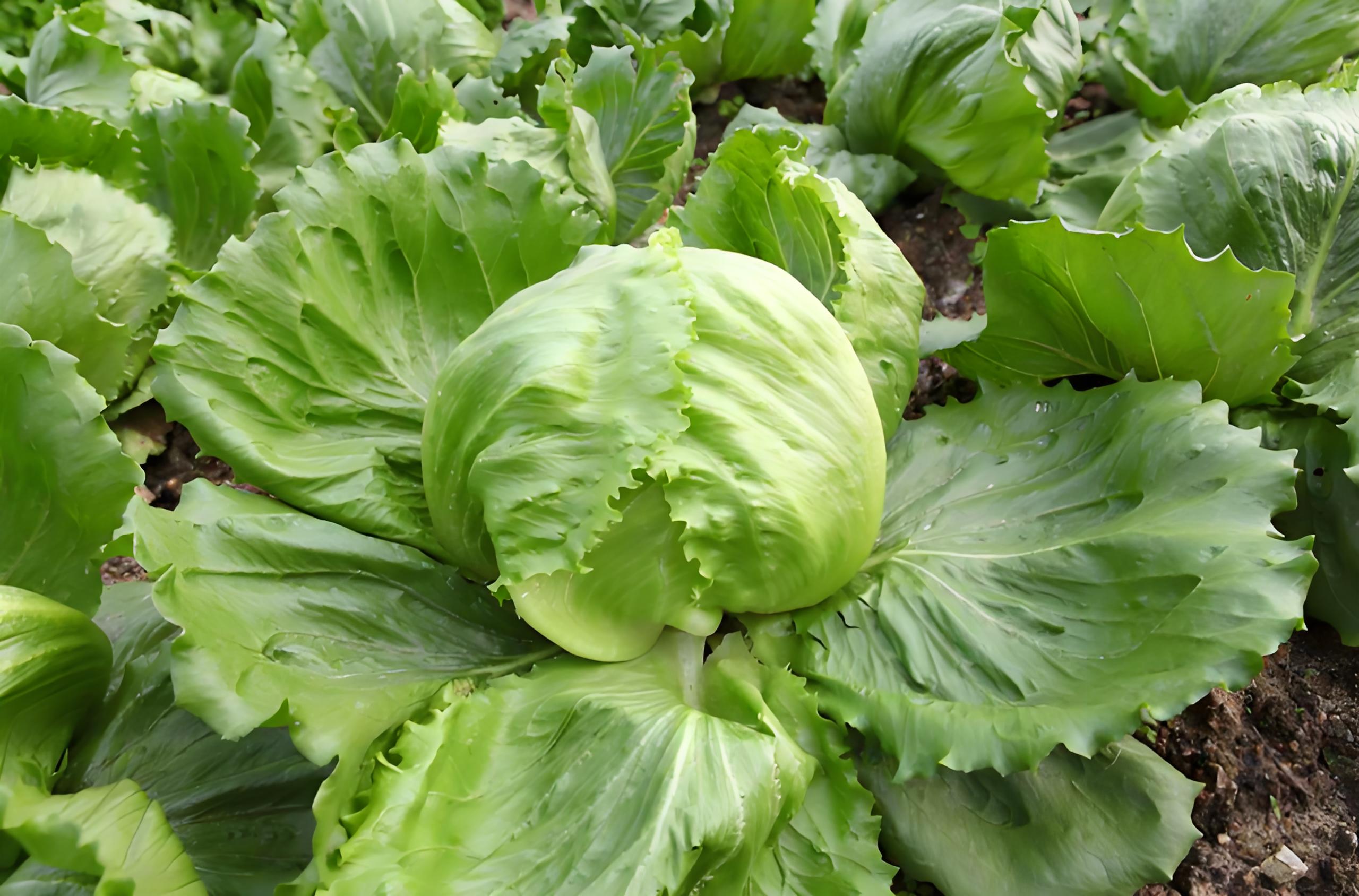 结球生菜,什么时候种植,怎么种植?