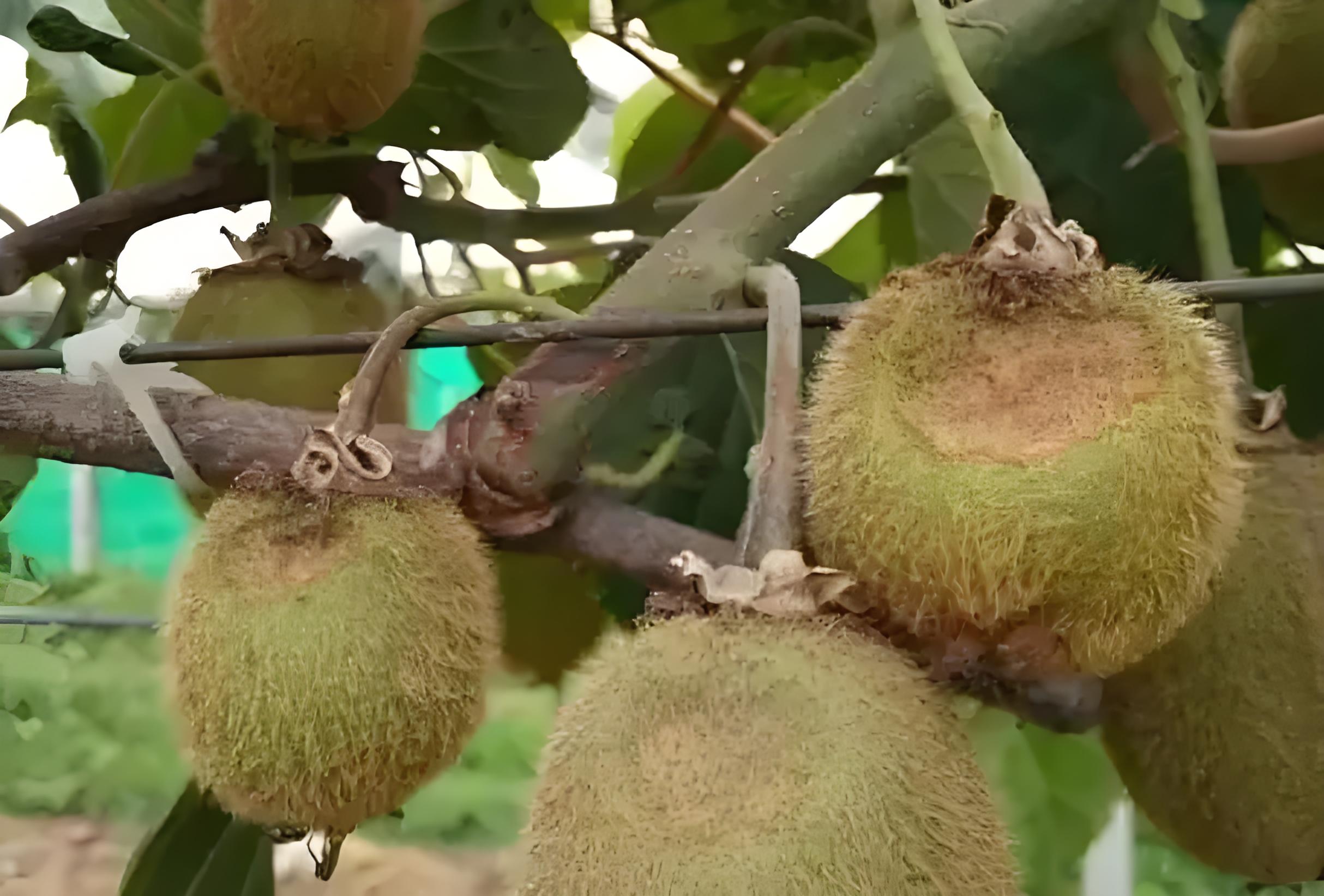 猕猴桃软腐病,通常发生在什么时候?