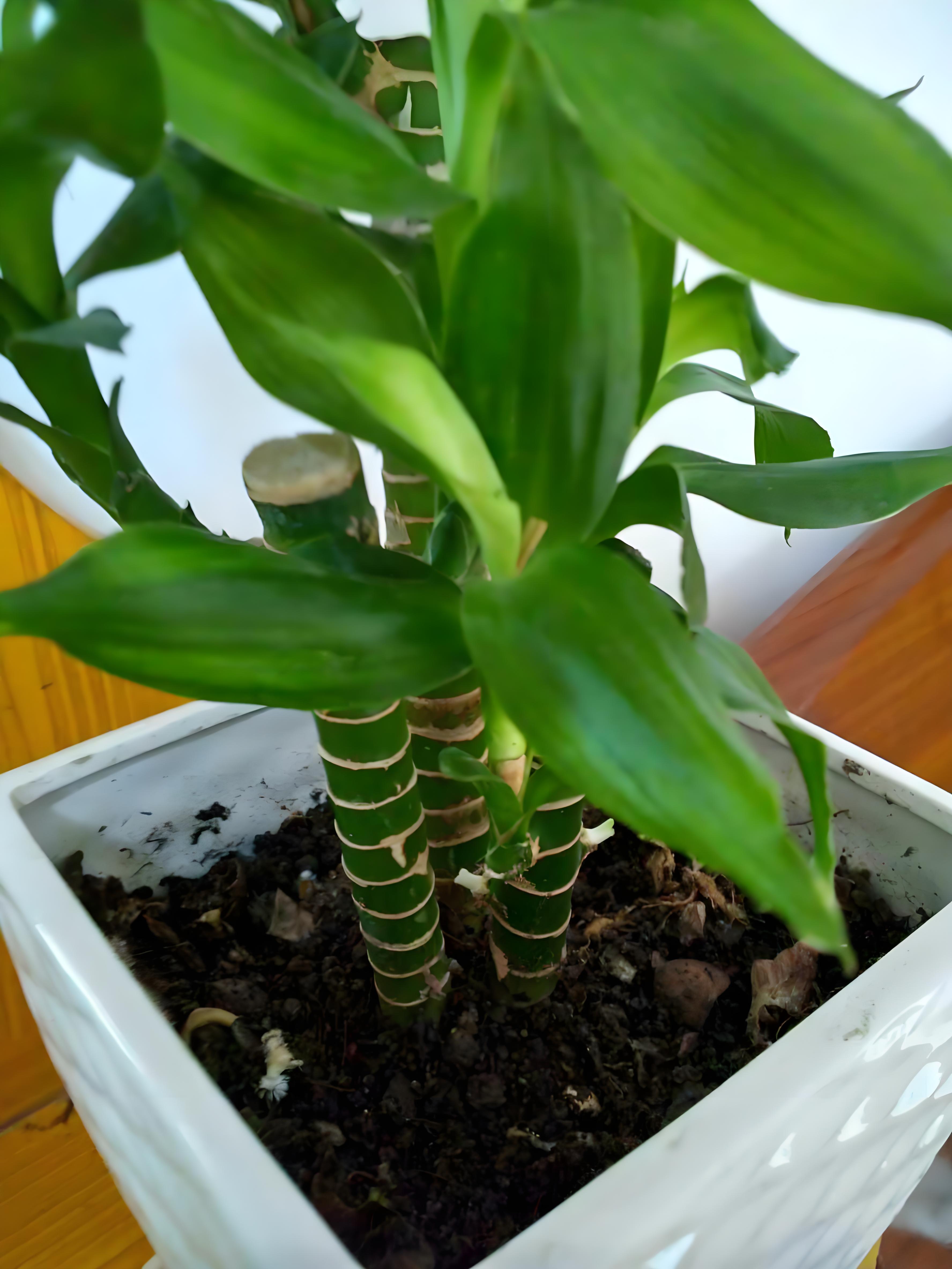 土培富贵竹怎么种植?有哪些技巧和管理方法?