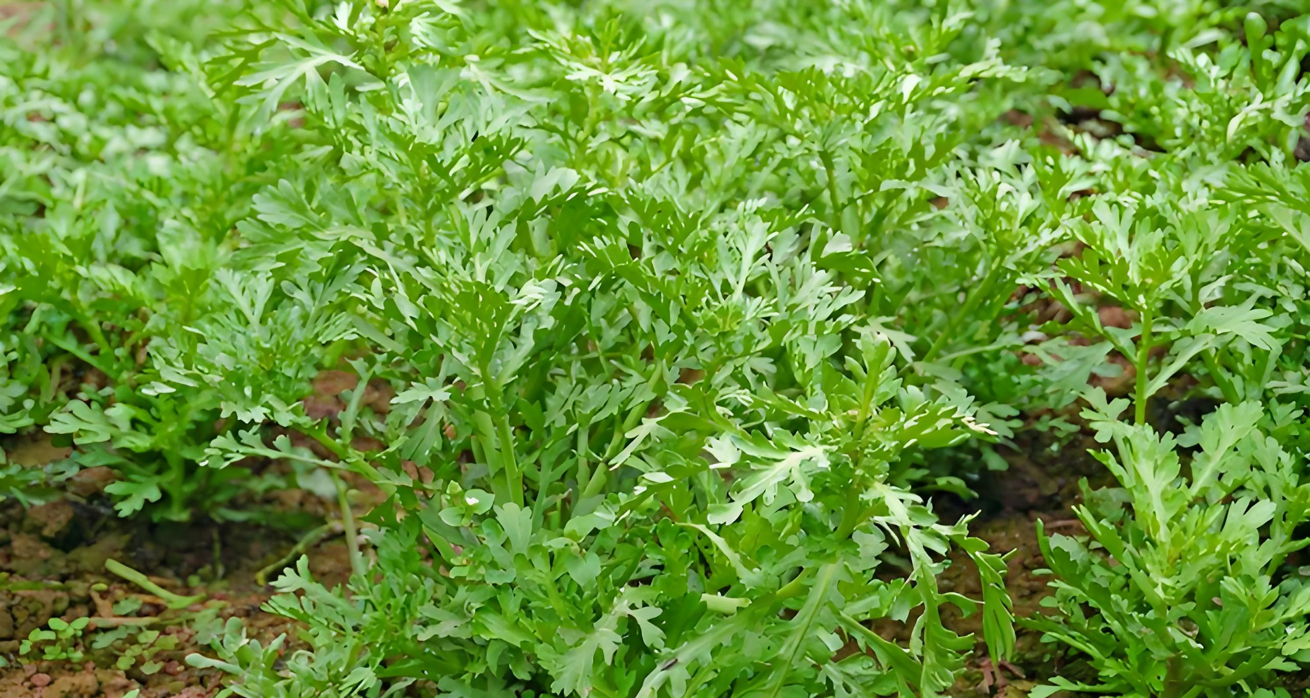 茼蒿割掉一茬后,还会再长吗?