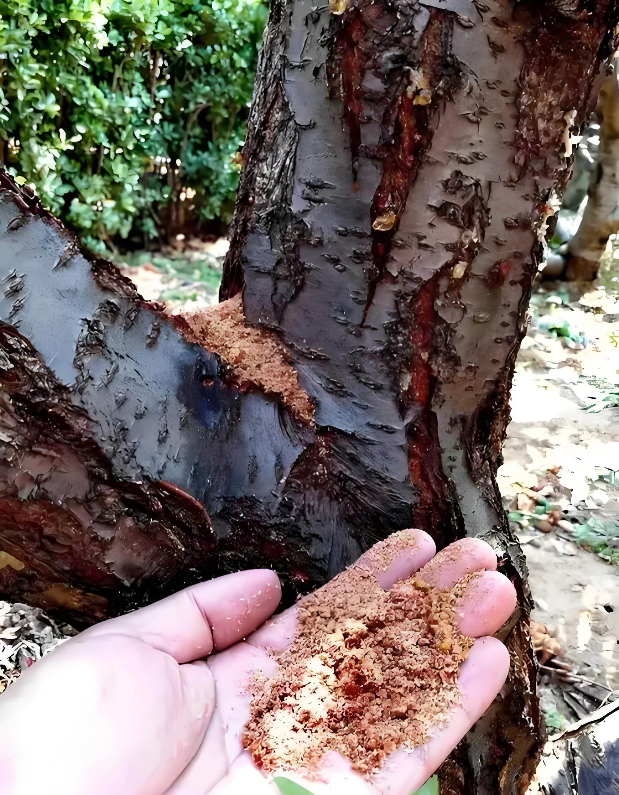 桃树钻心虫有什么危害,用什么药最好?