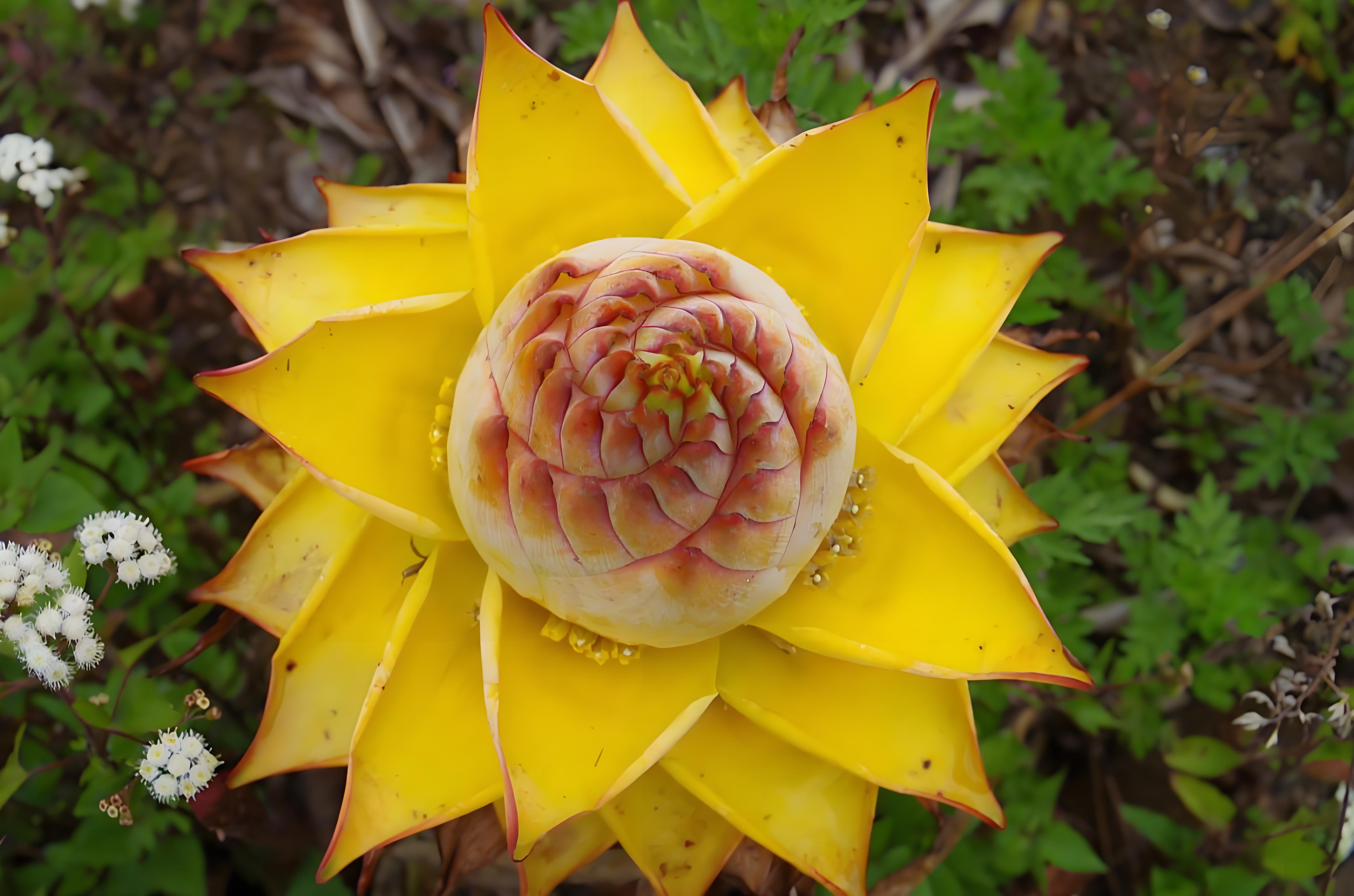 地涌金莲,有哪些种植技巧,以及养护方法?