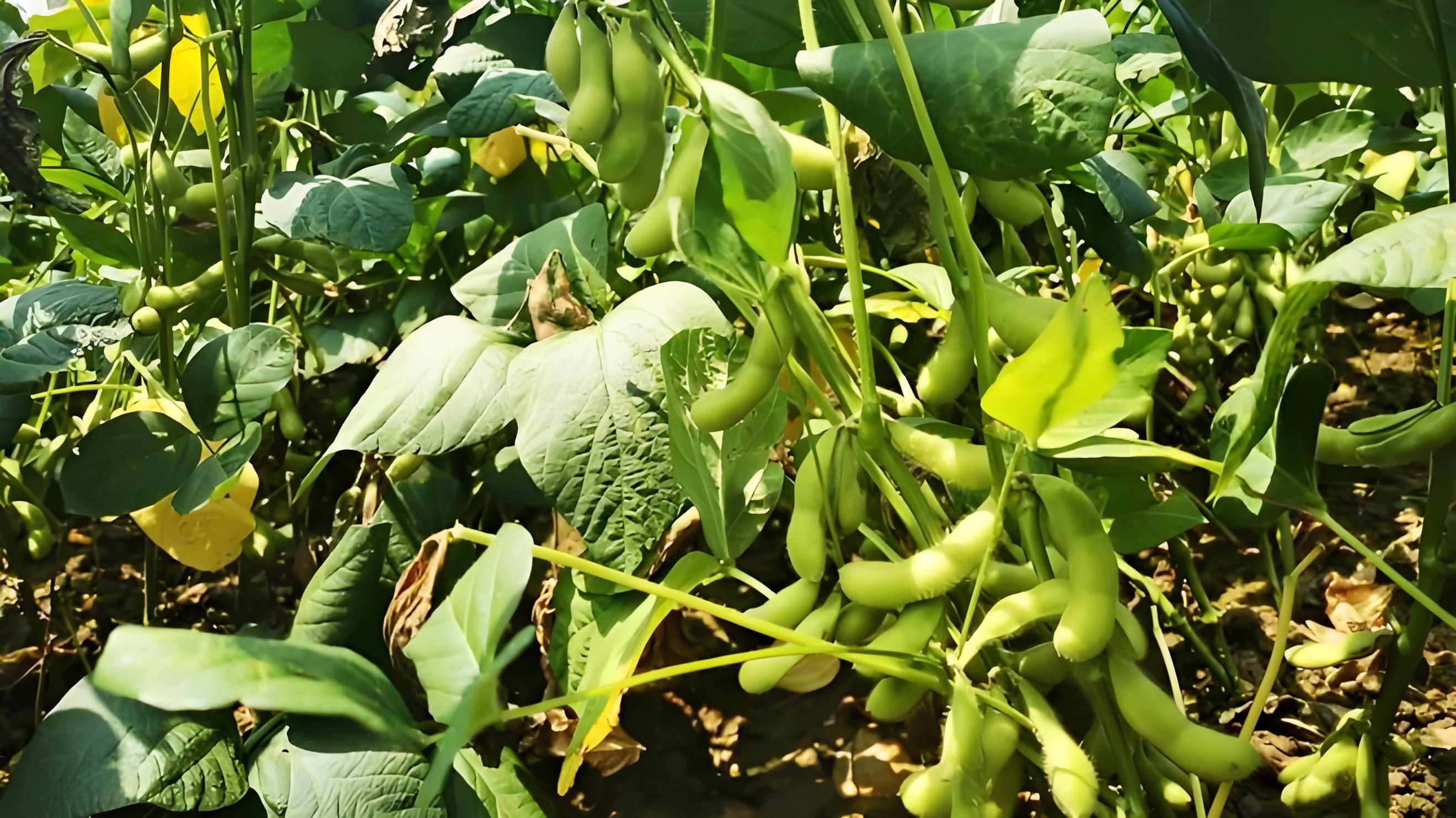 毛豆什么时候种植,有哪些种植步骤和方法?