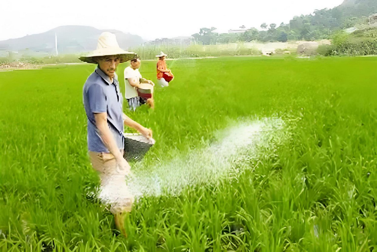 磷肥怎么使用,才是正确的使用方法?
