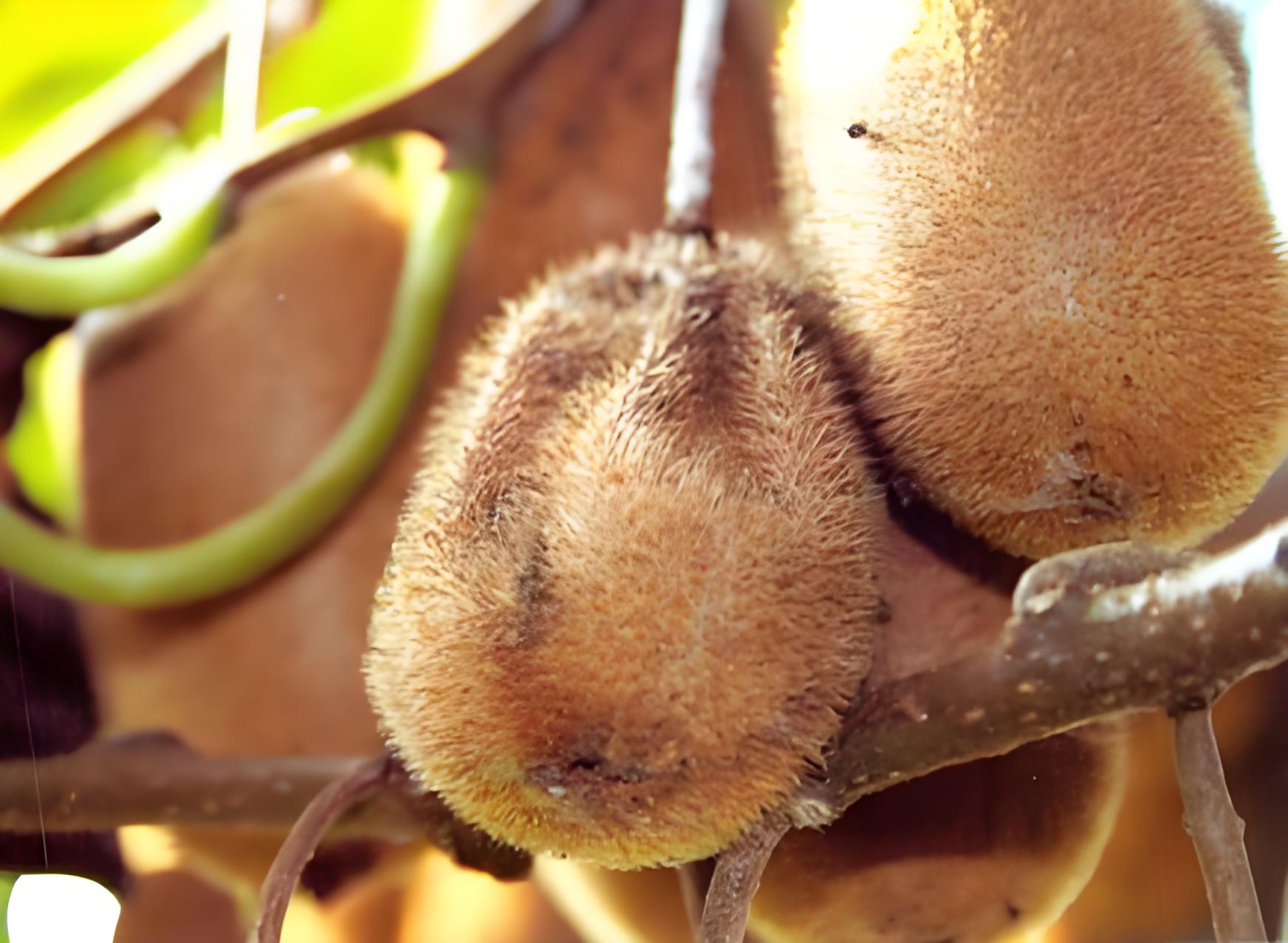 猕猴桃软腐病,发生在什么时候?用什么办法防治?