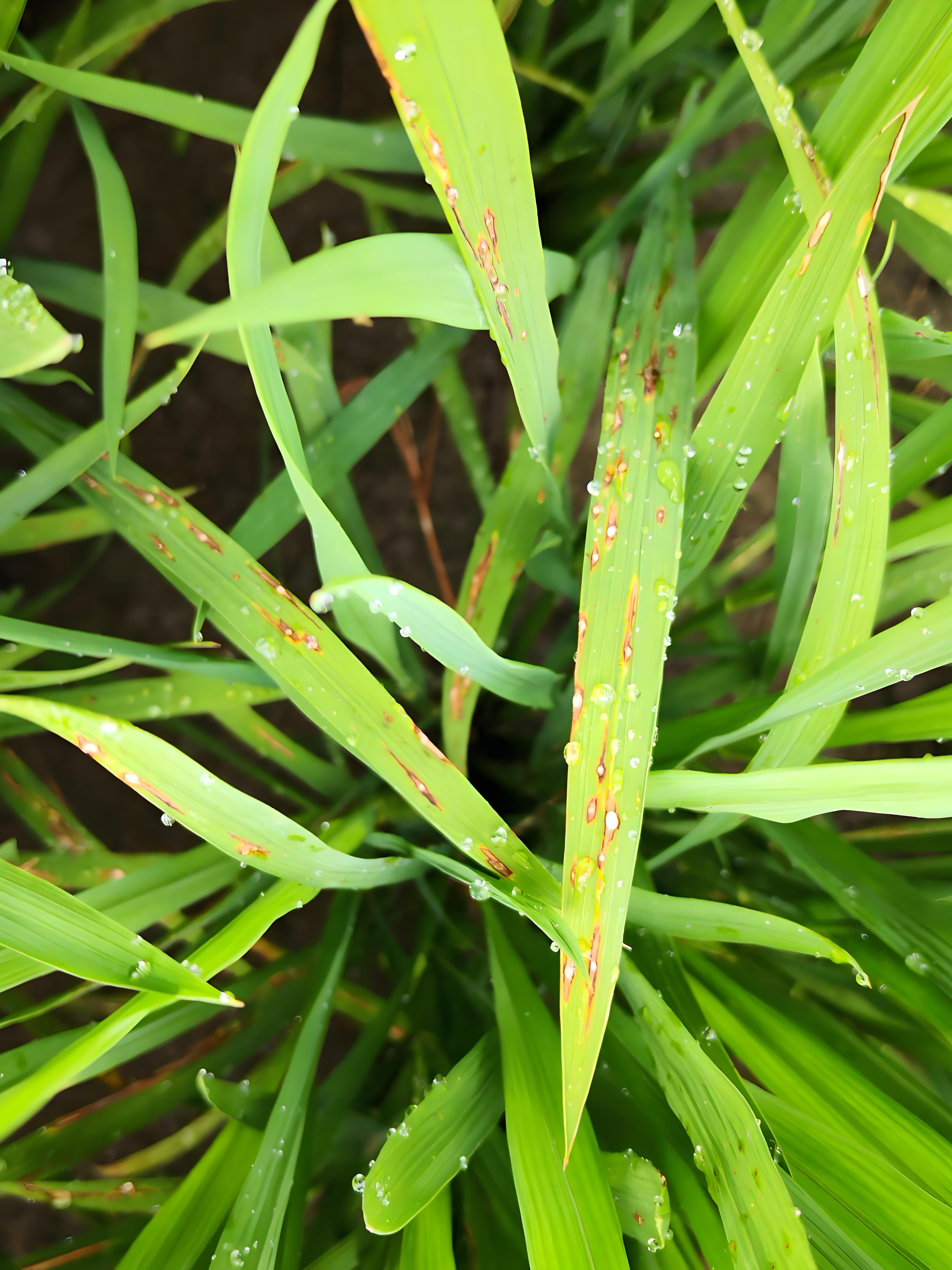 水稻纹枯病,用什么药防治最好?