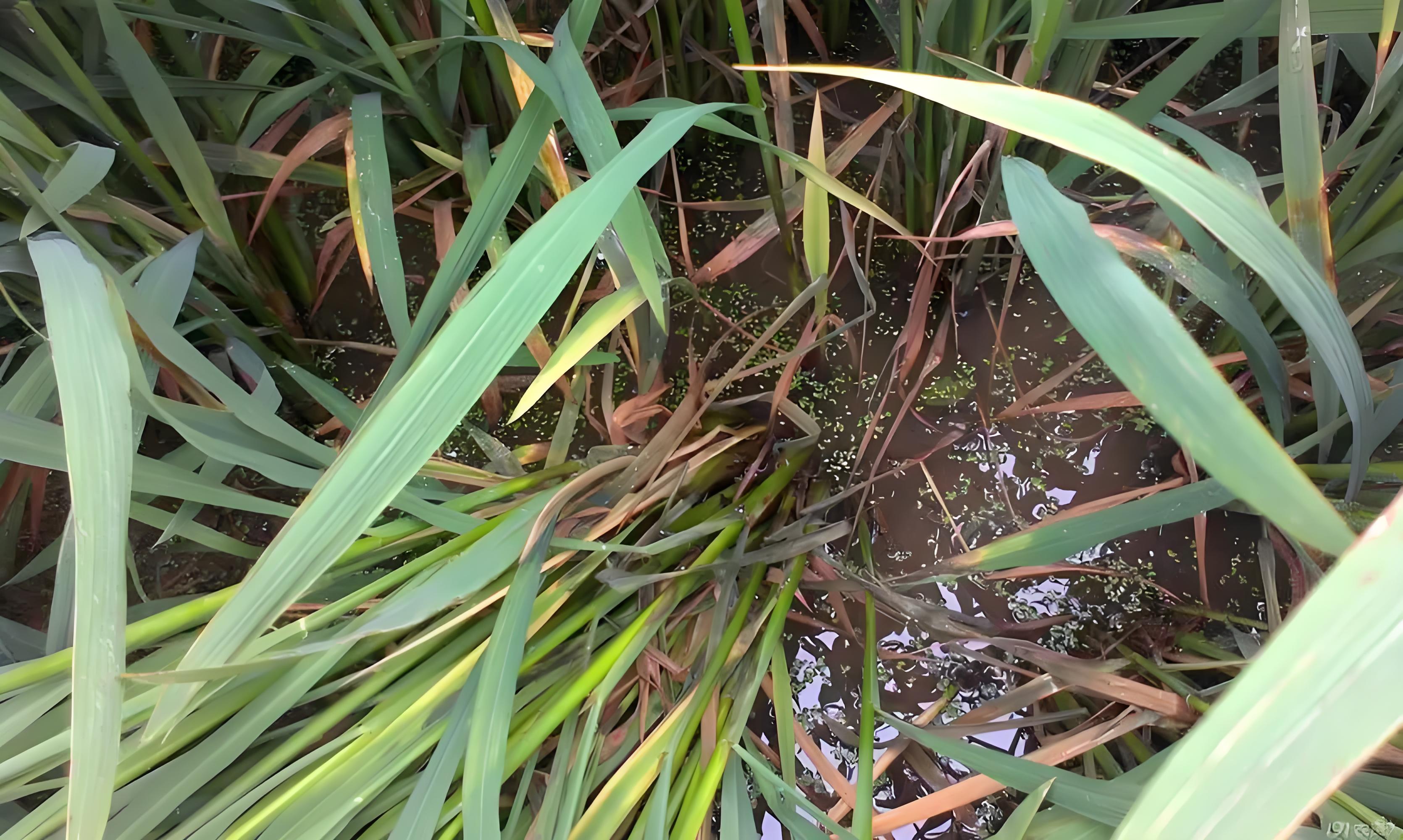 水稻纹枯病,用什么药防治最好?