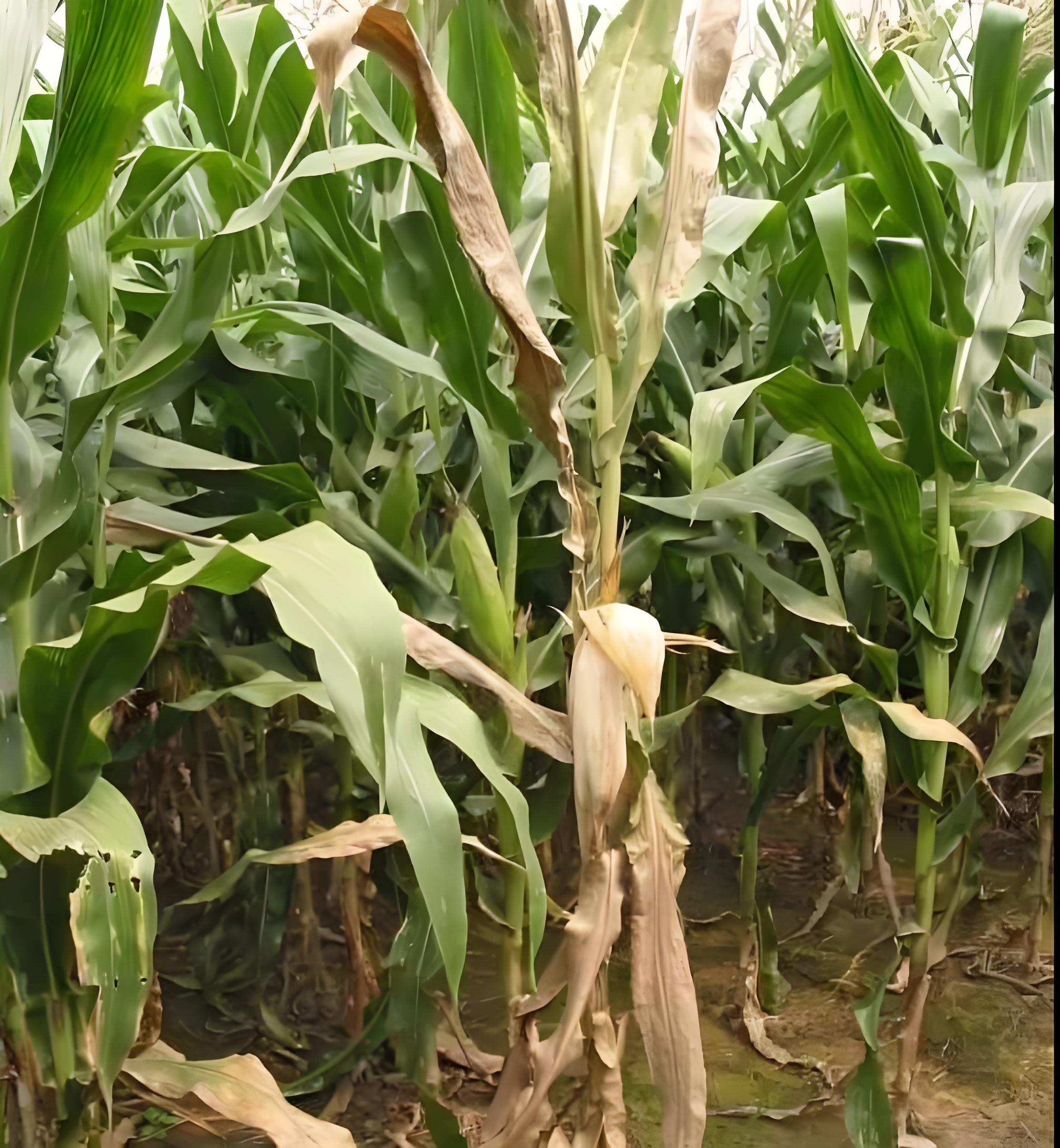 玉米茎基腐病的症状,以及防治方法?