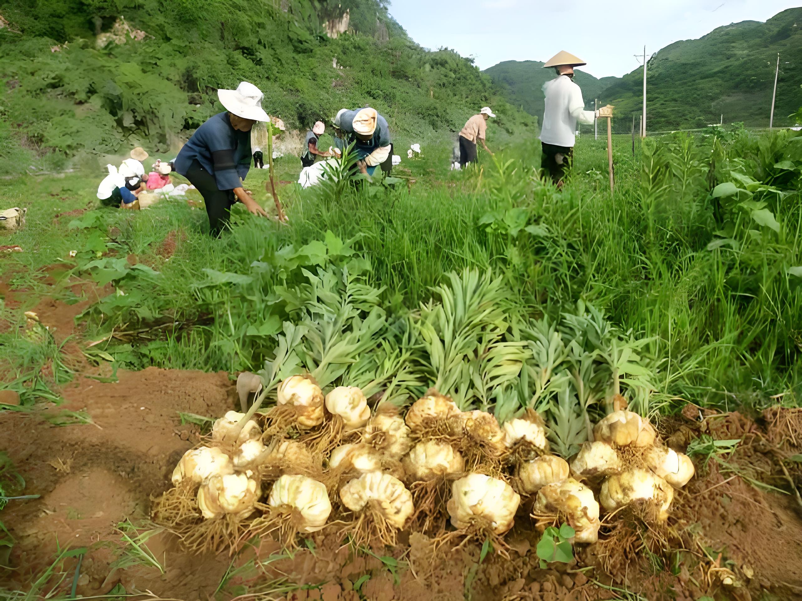 百合种植图片图片