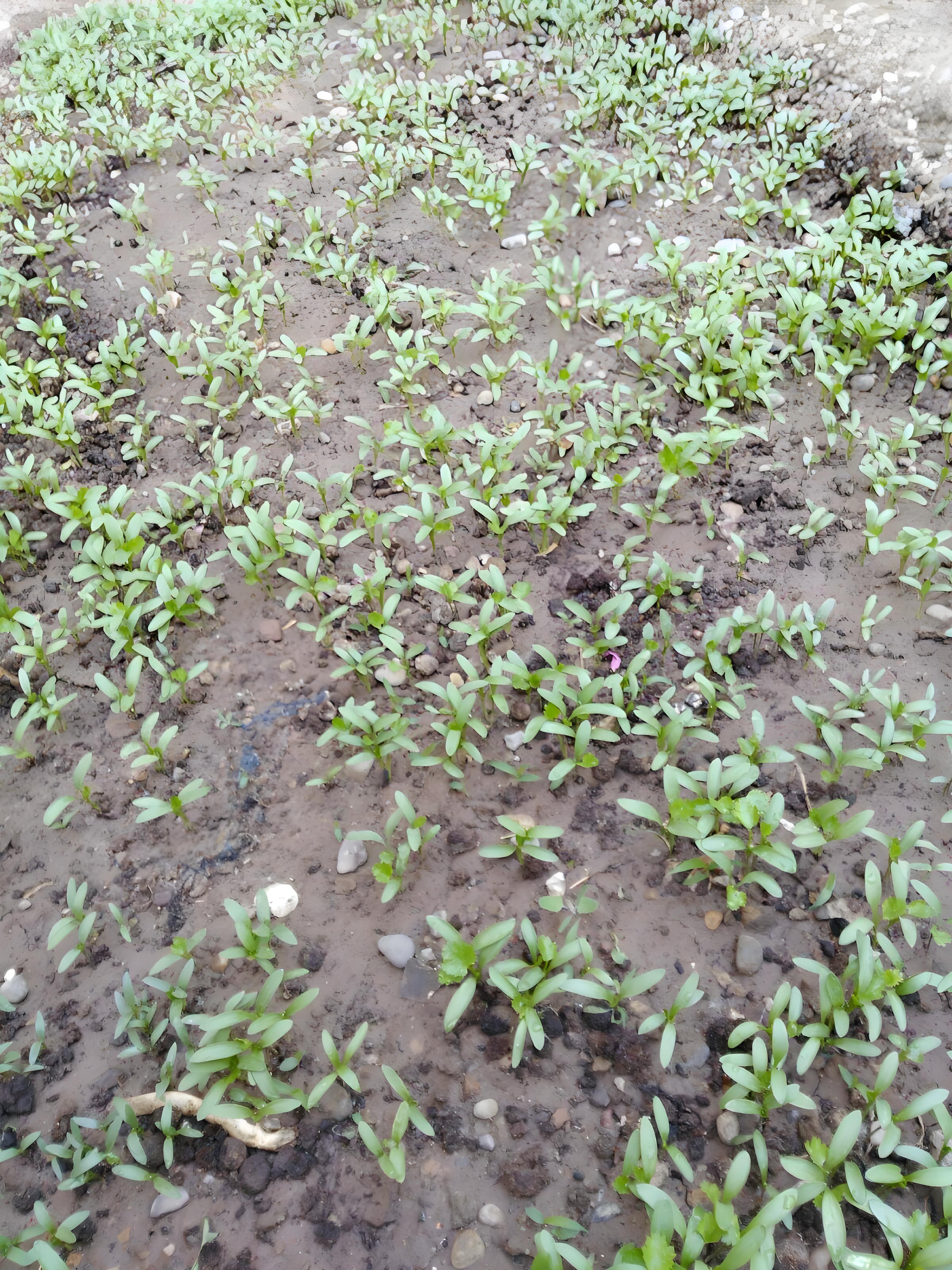 刚出土的香菜苗图图片