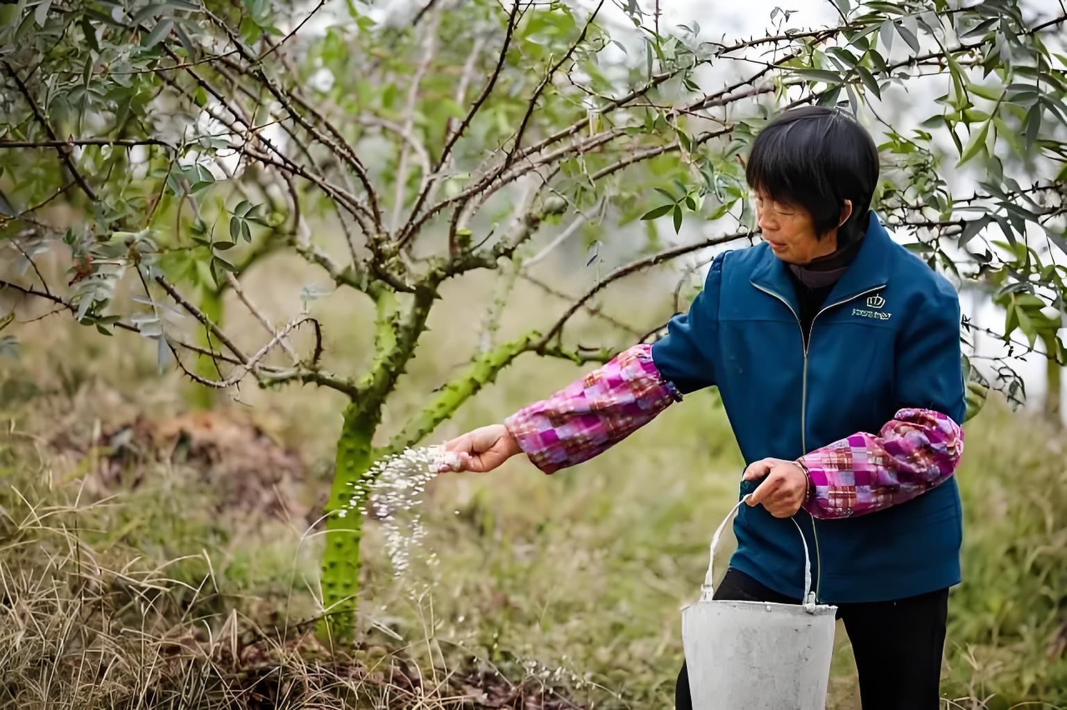 花椒树种植图片