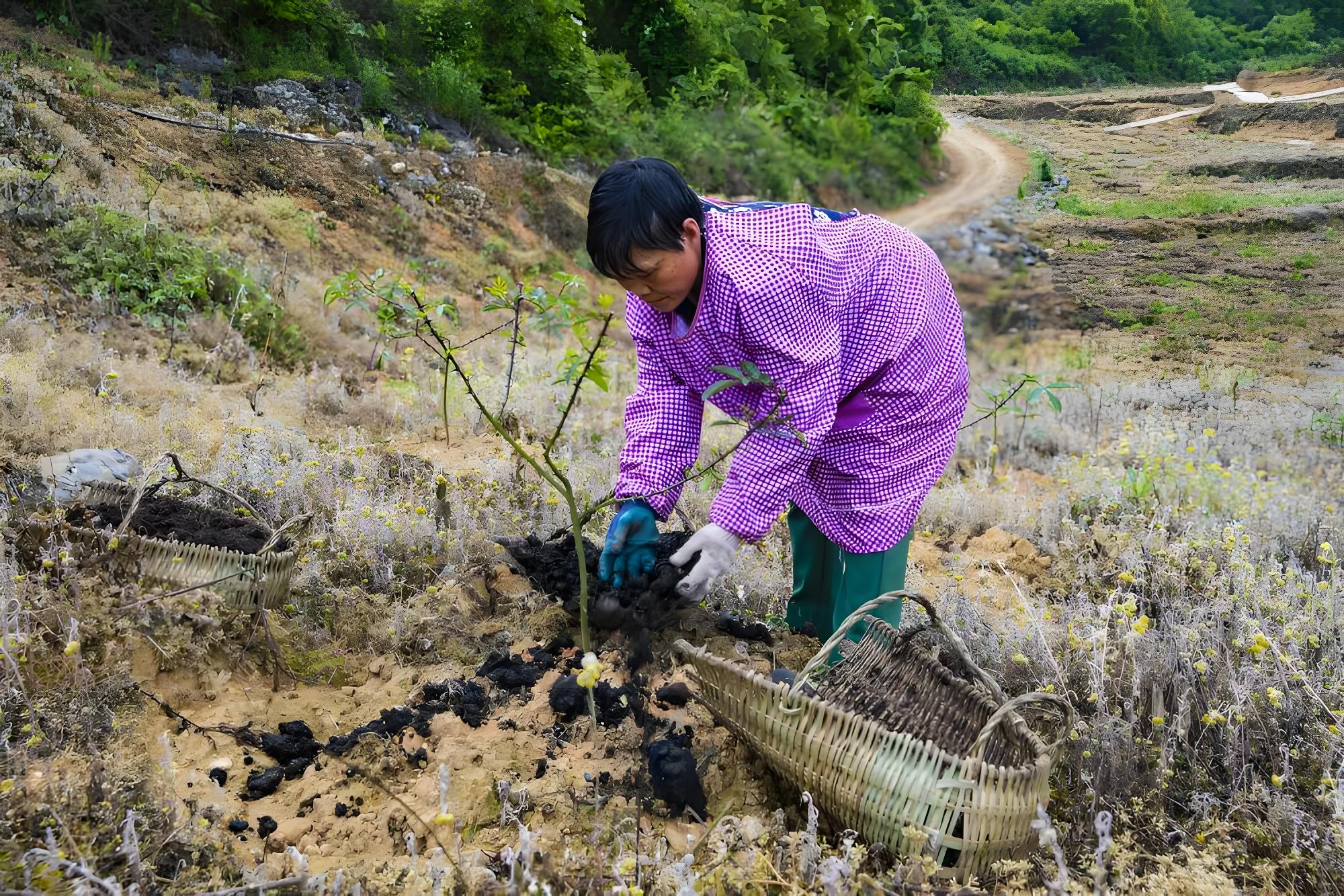 花椒树种植图片